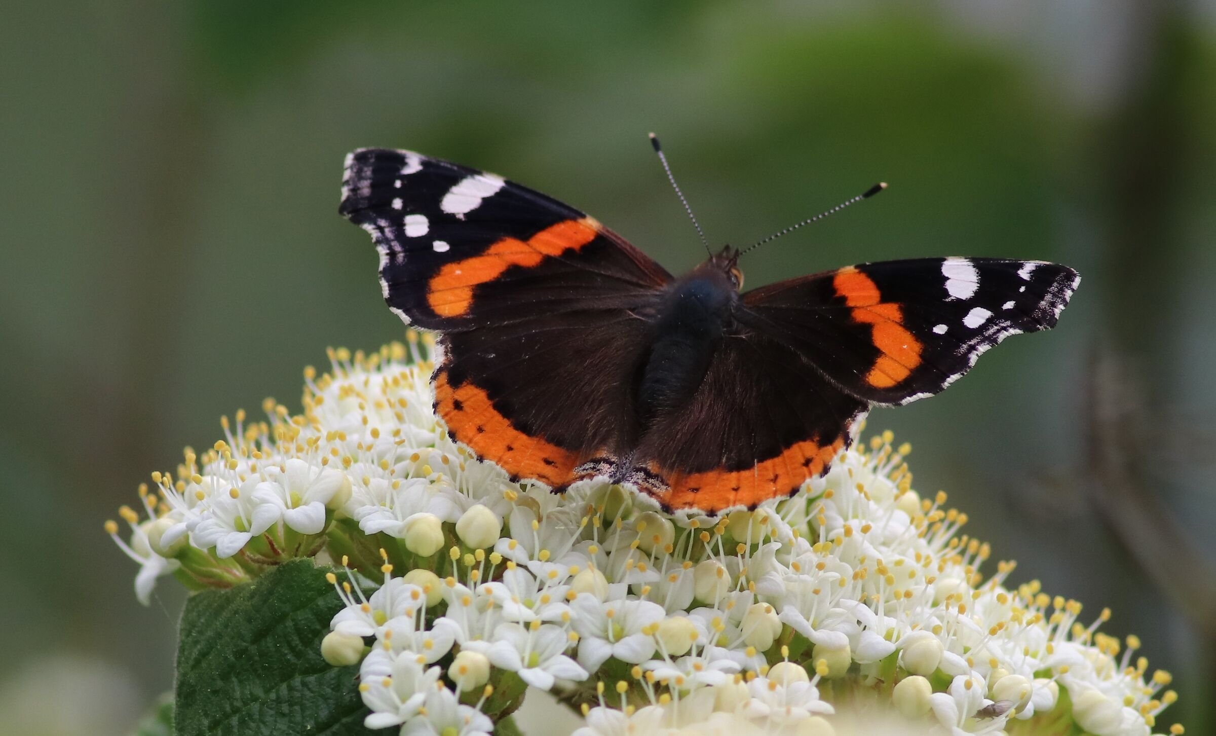Vanessa atalanta