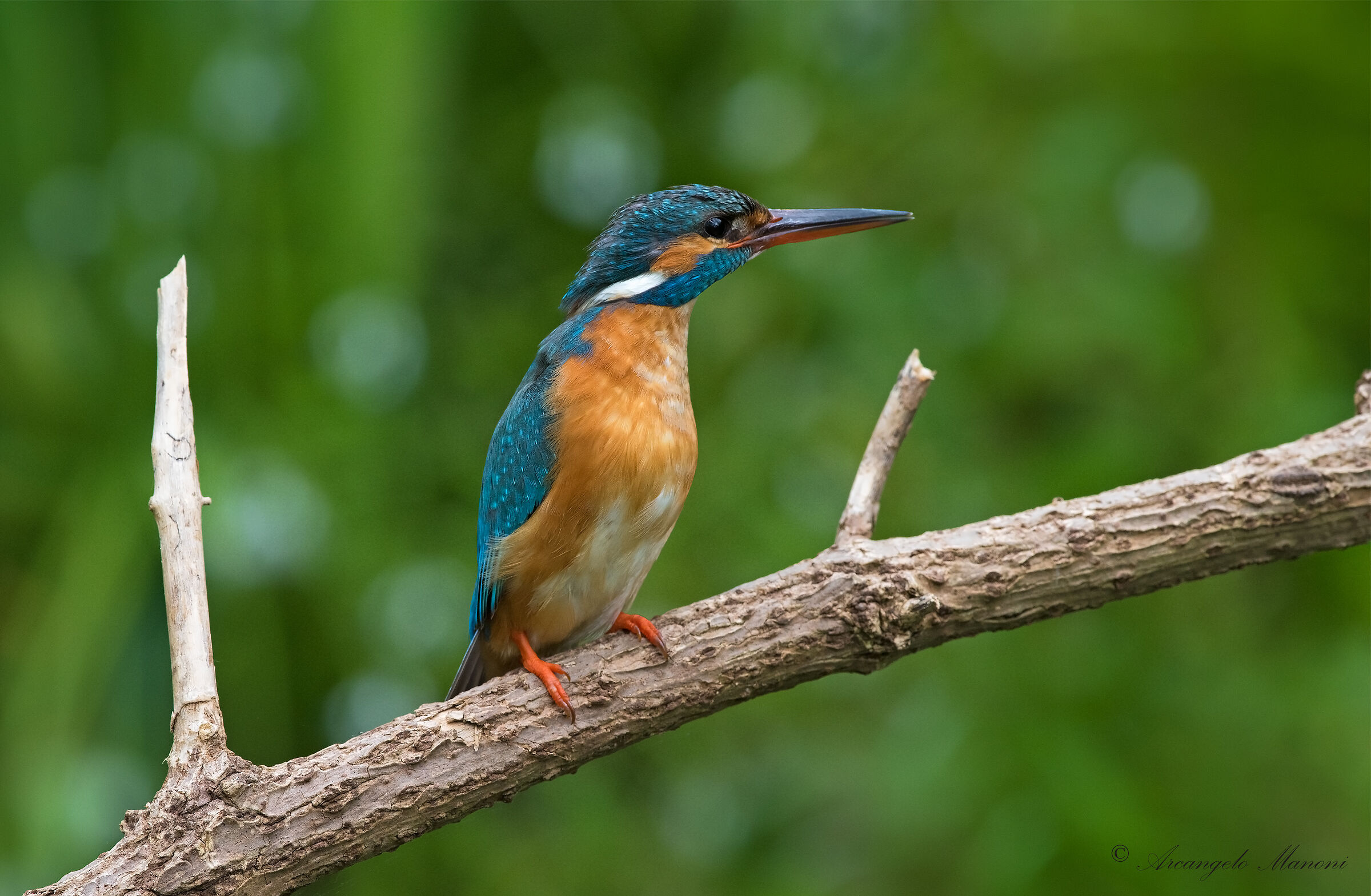 Mrs. Martina in a pause of the brooding