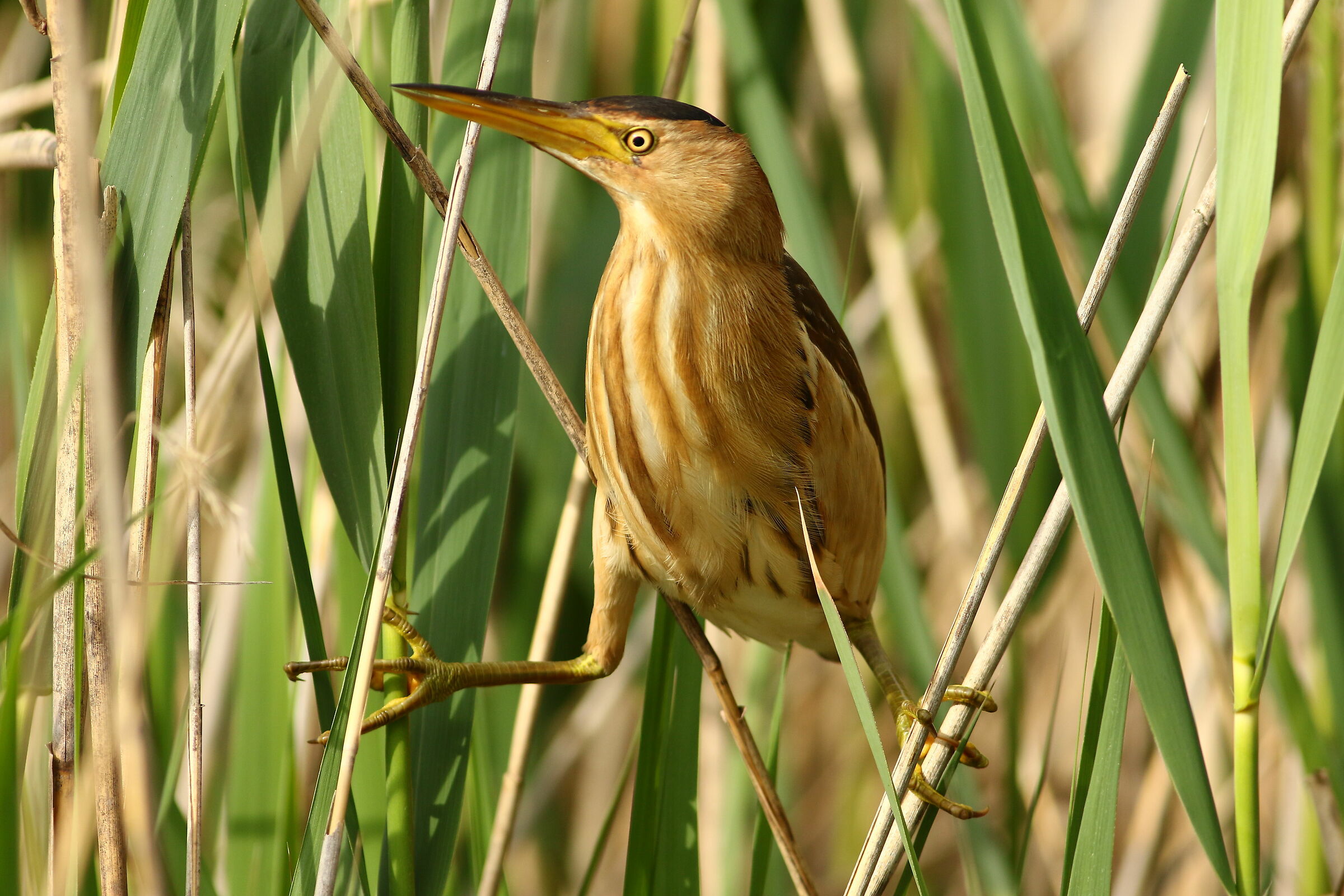 Tarabusino Equilibrista