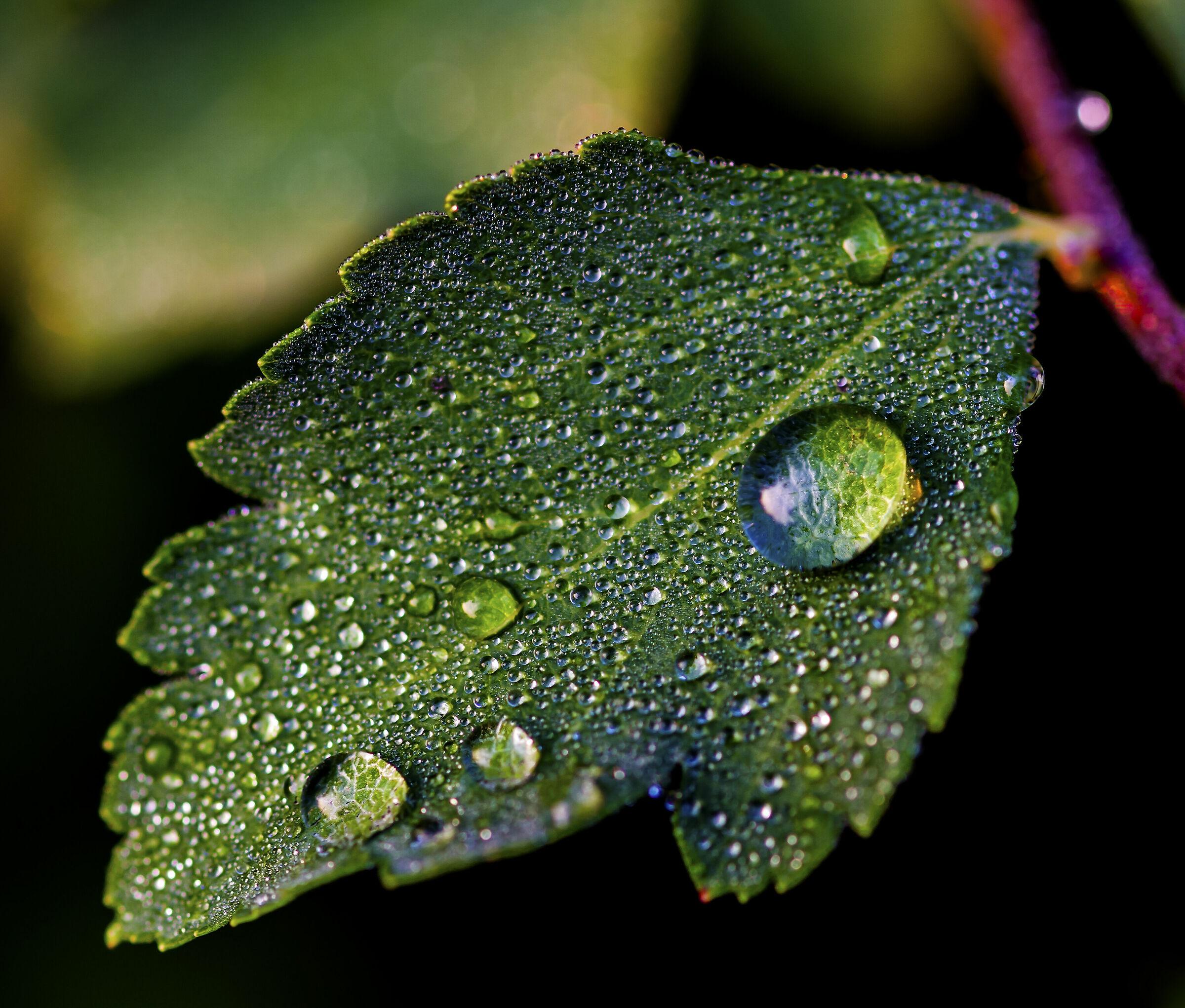 Una foglia-un sacco di acqua!