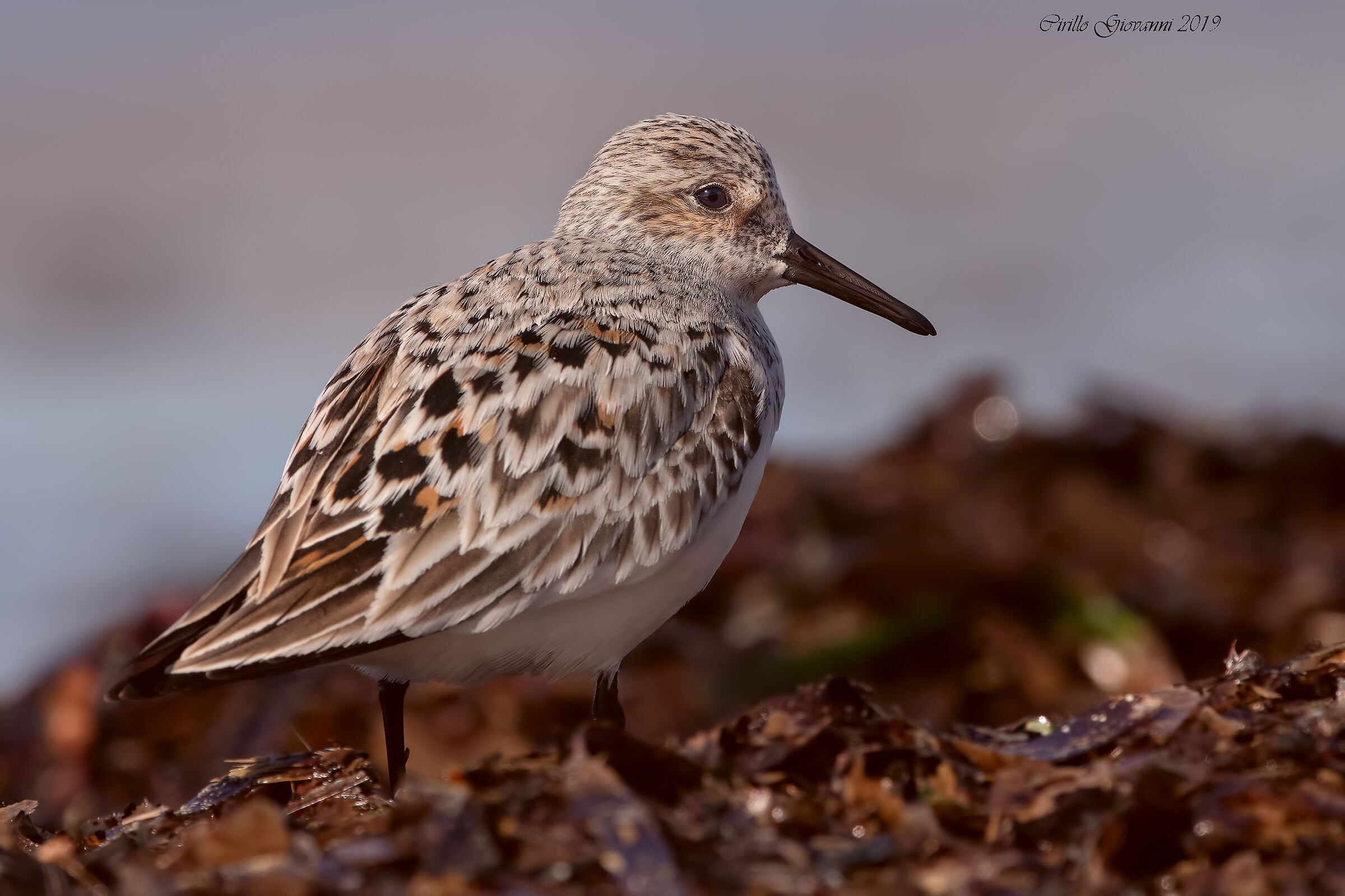 piovanello tridattilo