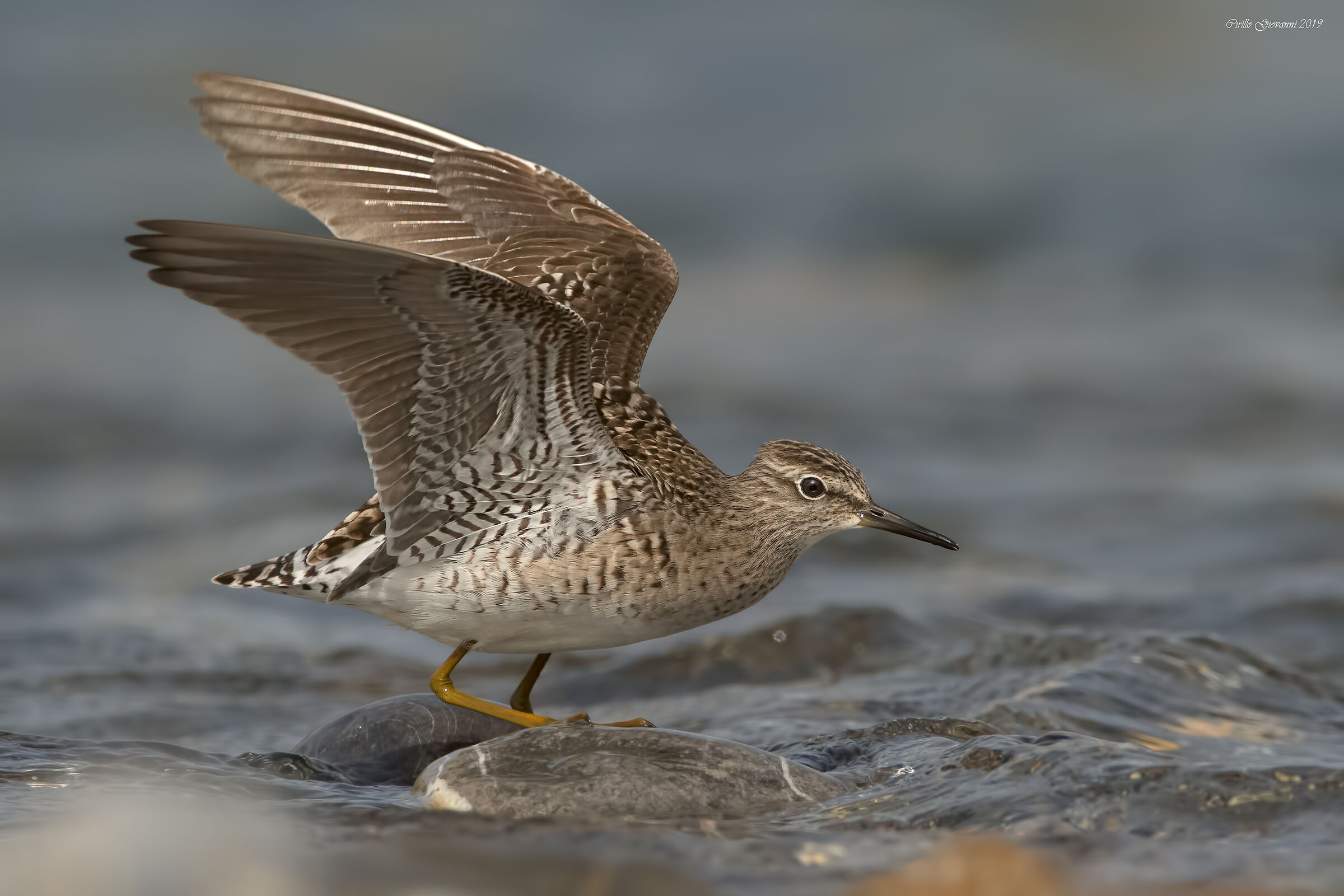 piro piro boschereccio