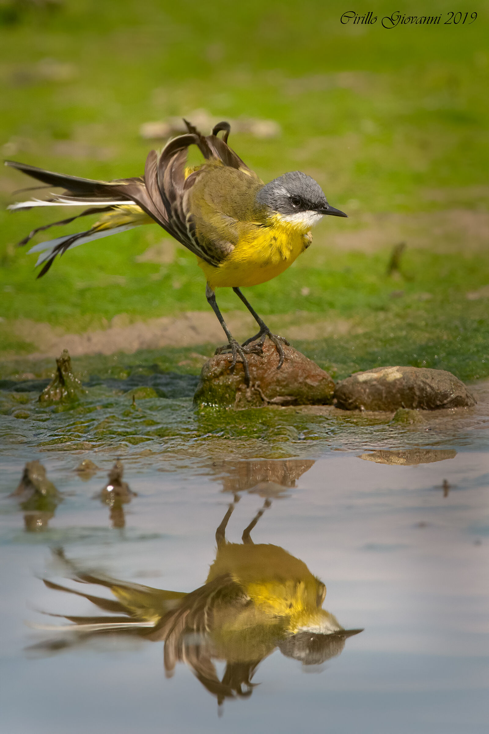 La cutrettola si fa bella