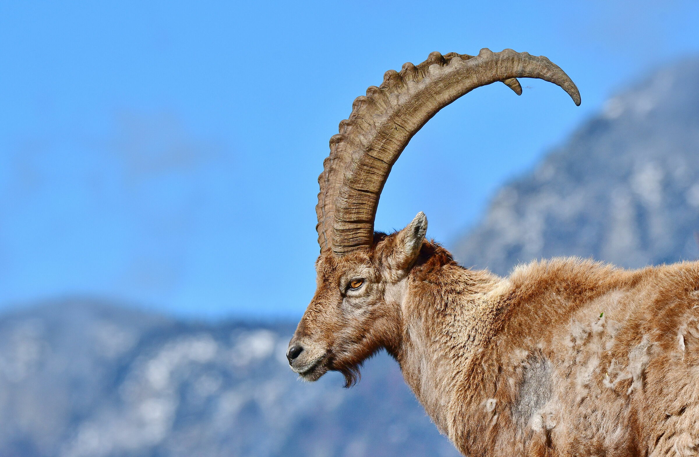 Capra ibex