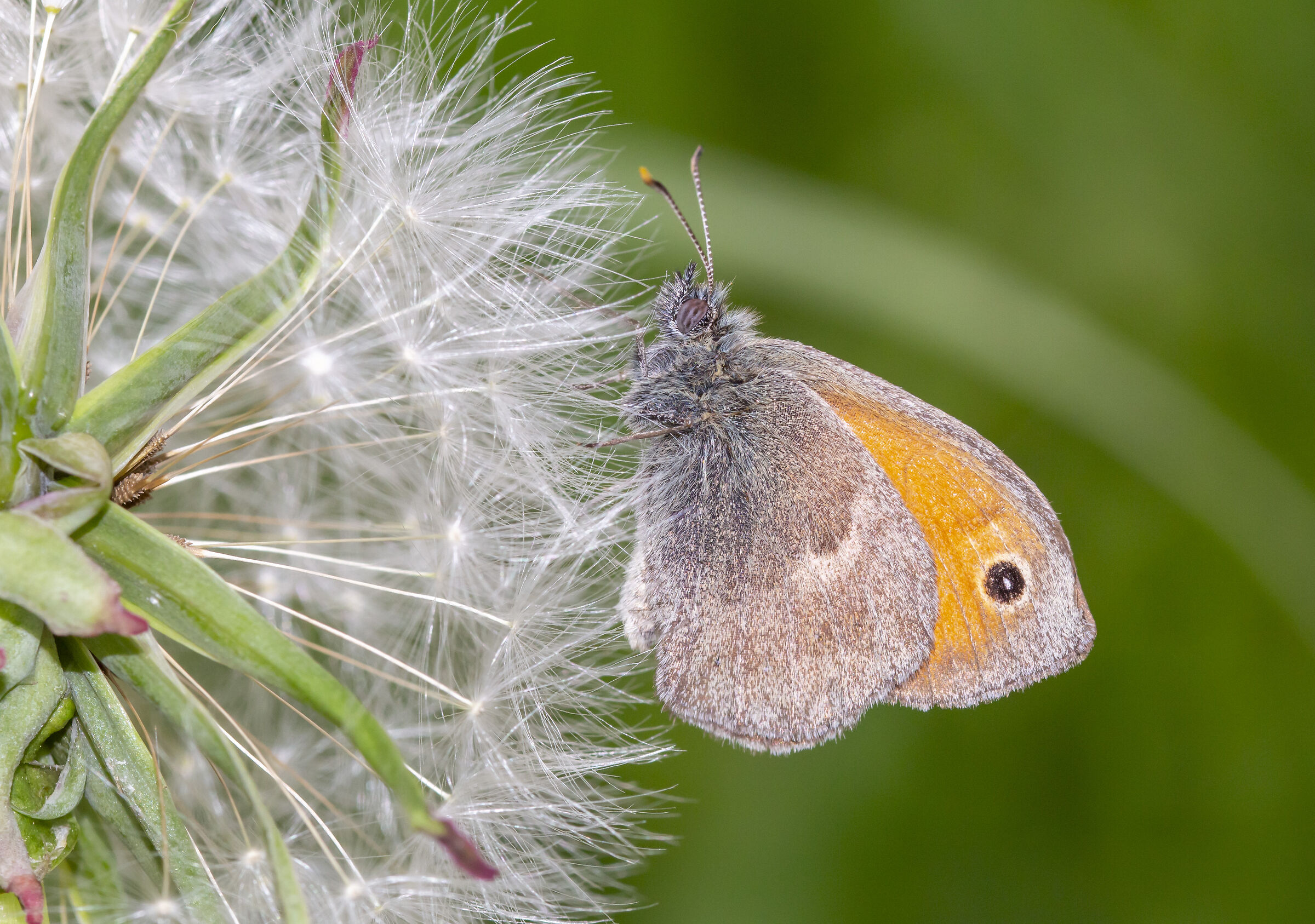 Coenonympha