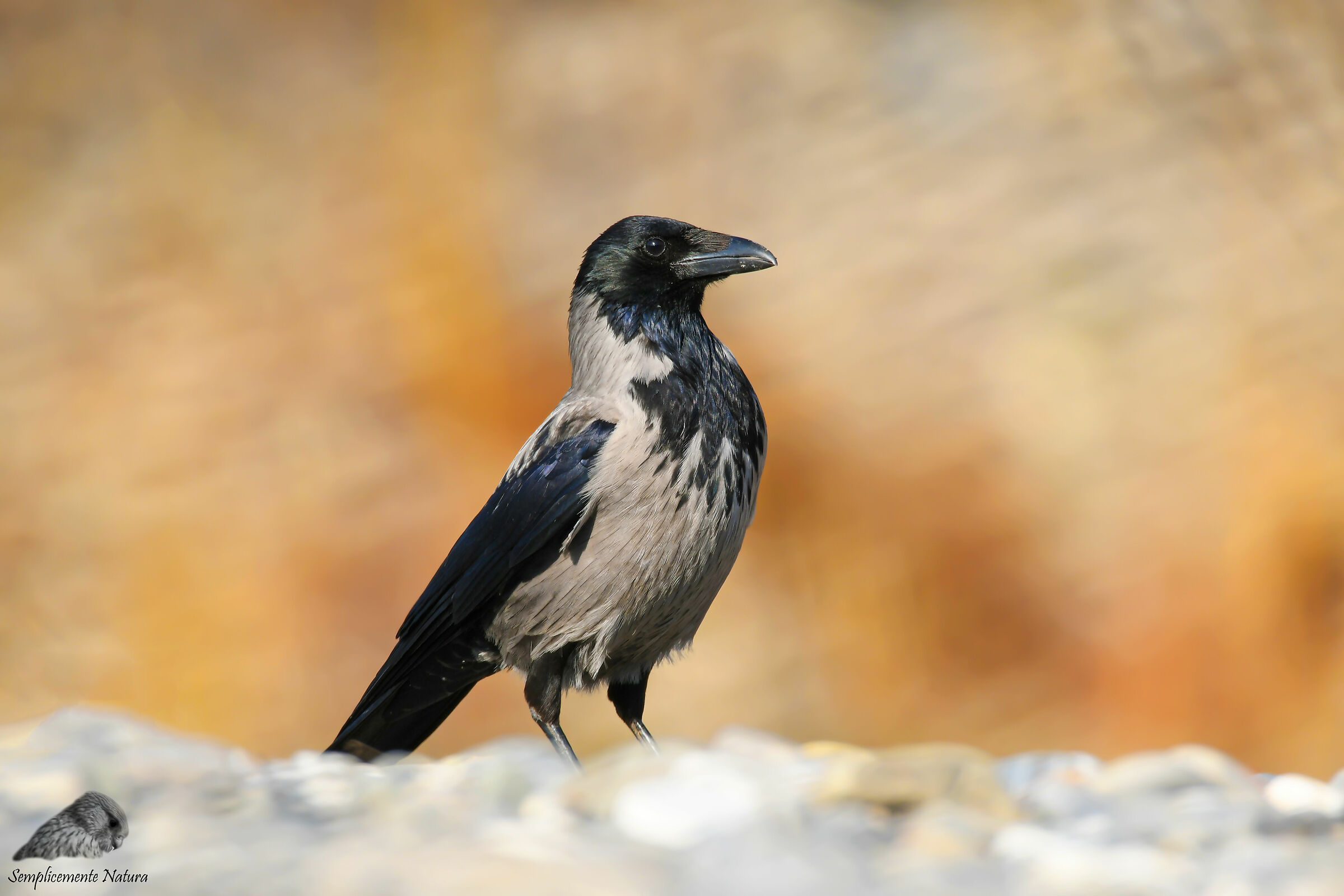 Grey Crow (Corvus Cornix)