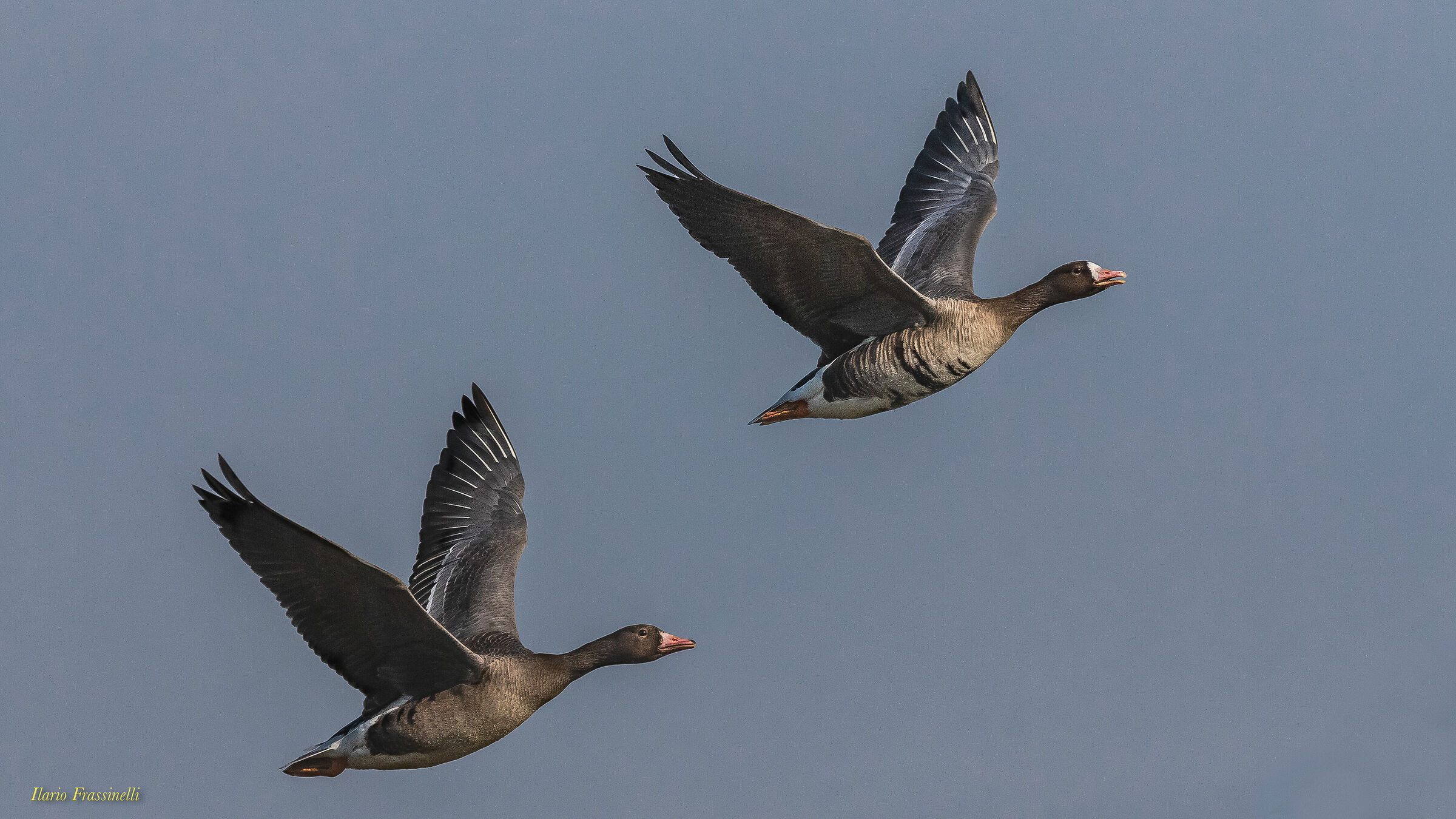 Oche lombardella  in volo