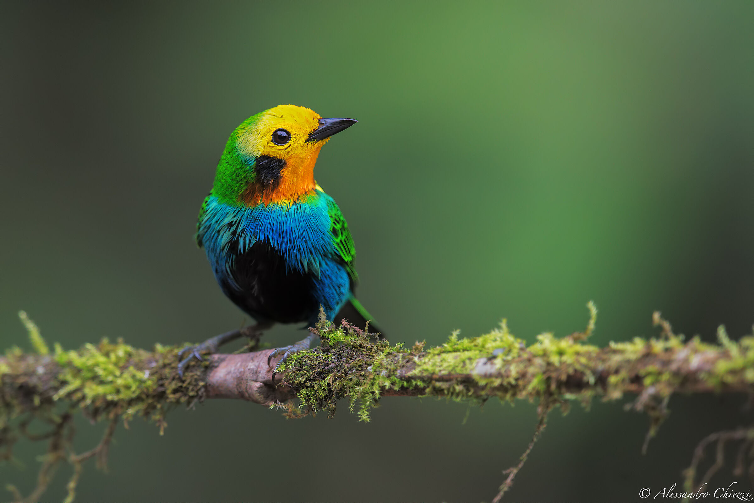 Tangara multicolored