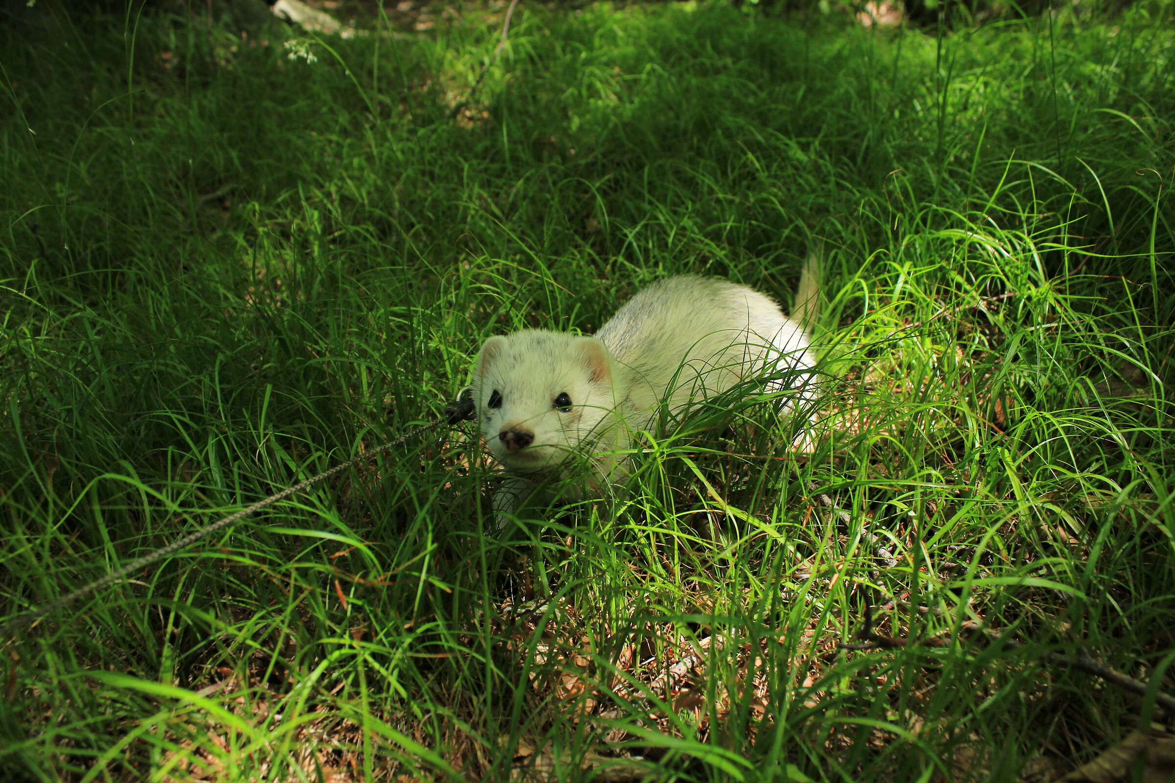 In the fresh grass is good!