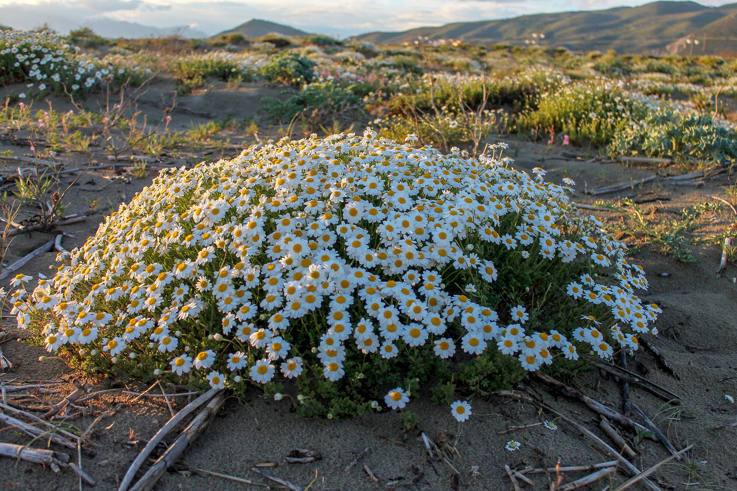 Eccezionale fioritura di camomilla marina