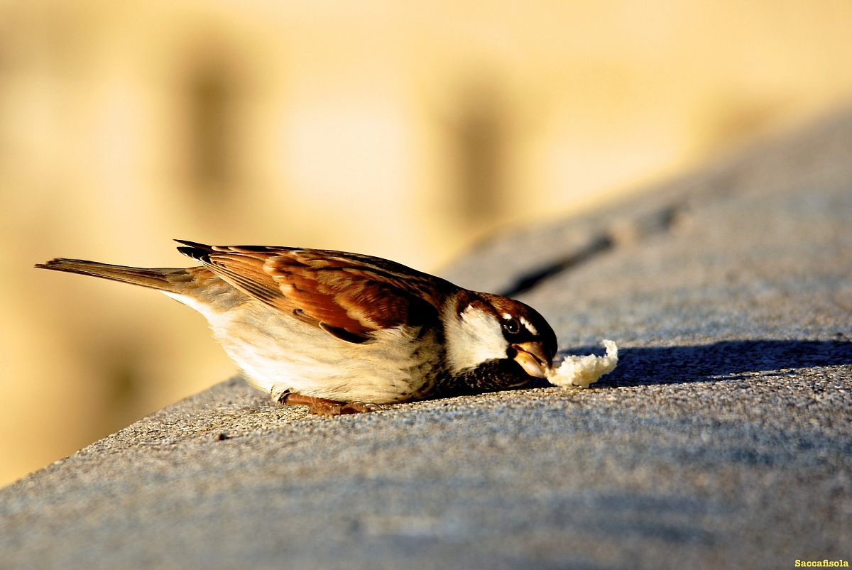 Il panino è mio...!!!