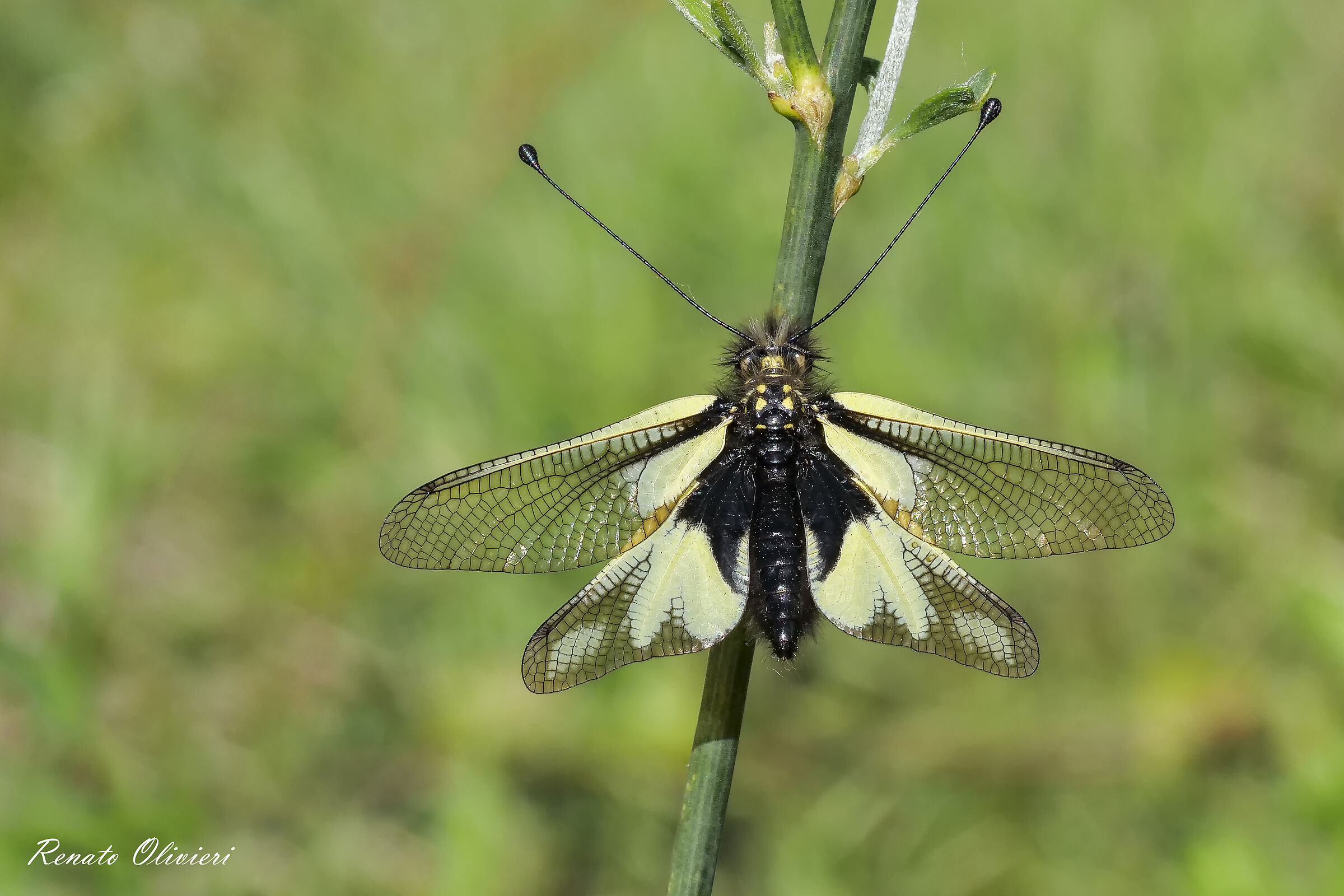 Dragonfly
