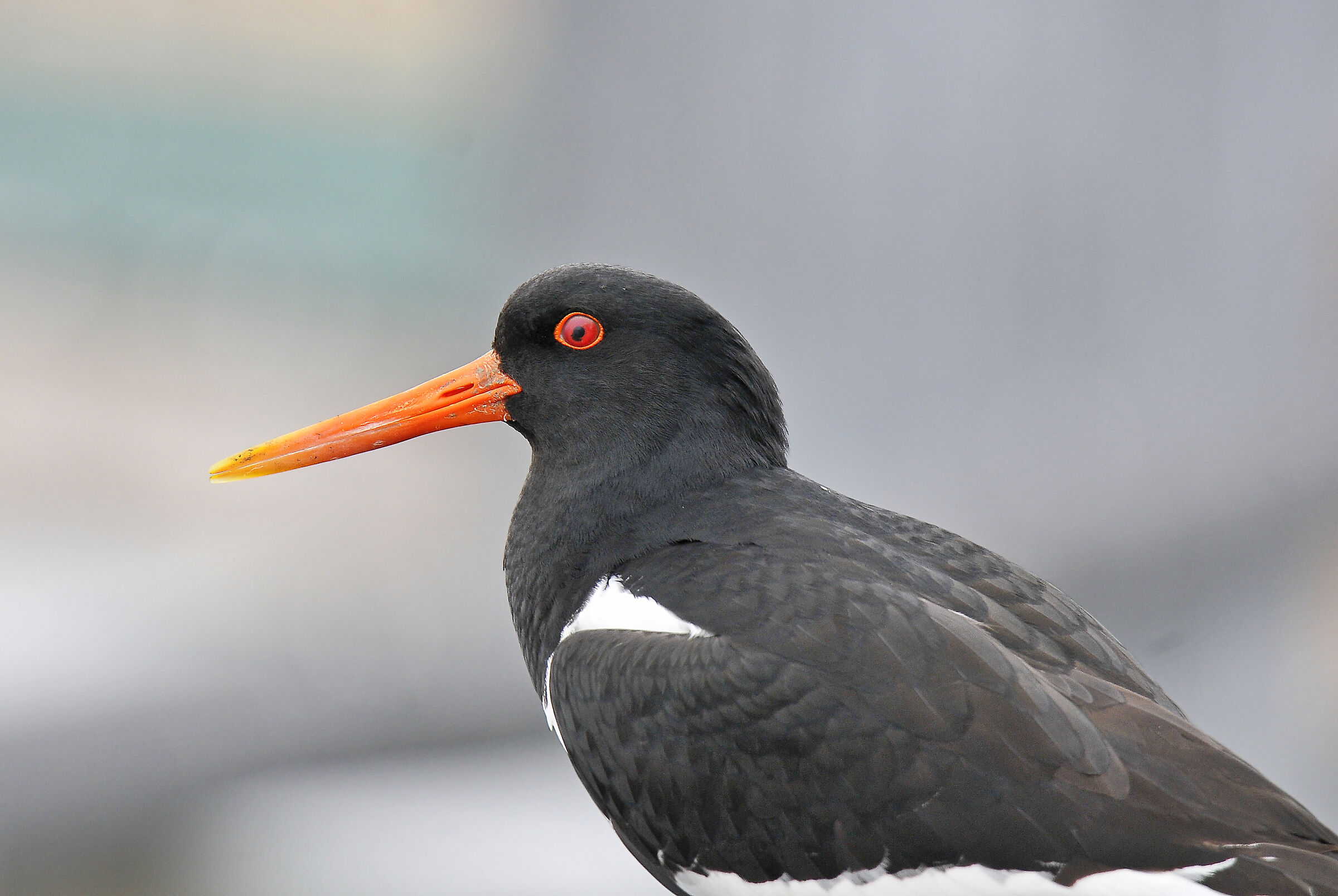 Beccaccia di mare (Oystercatcher) 2
