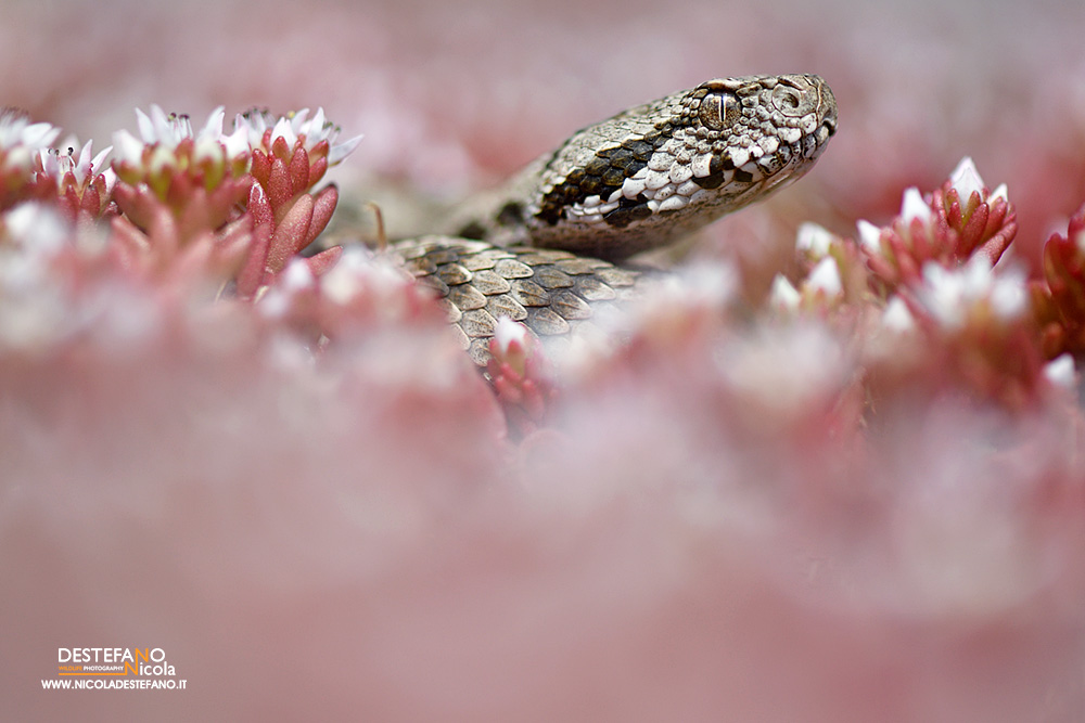 Ottoman Vipera (Montivipera xanthina), Ottoman viper