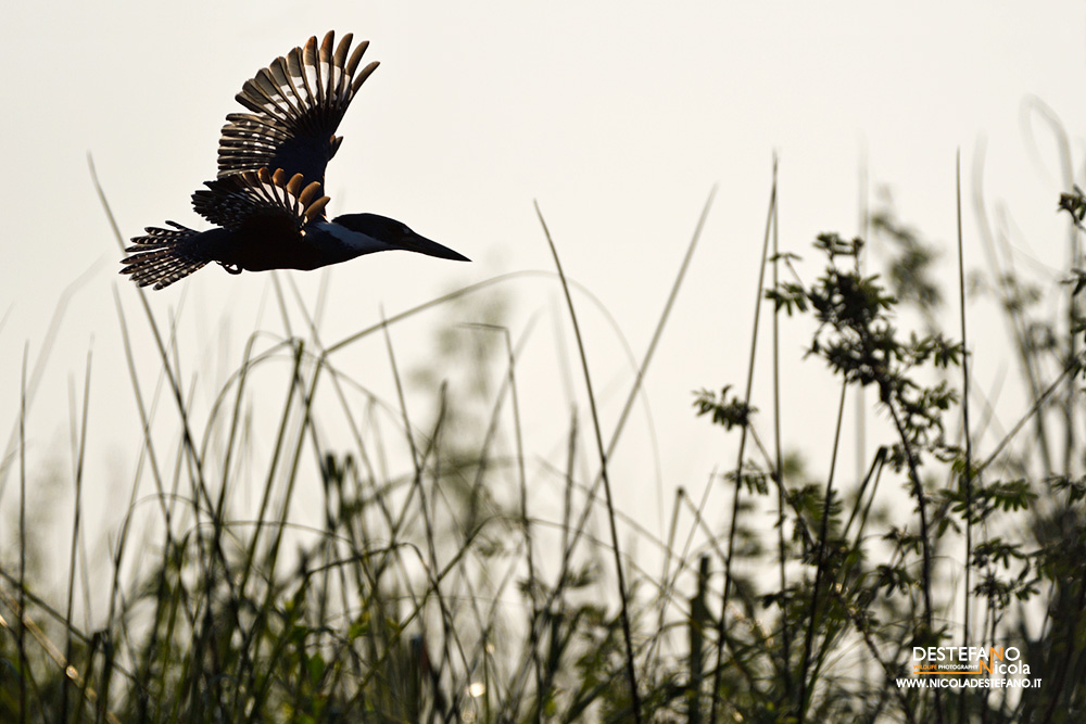 Martin pescatore neotropicale (Megaceryle torquata)