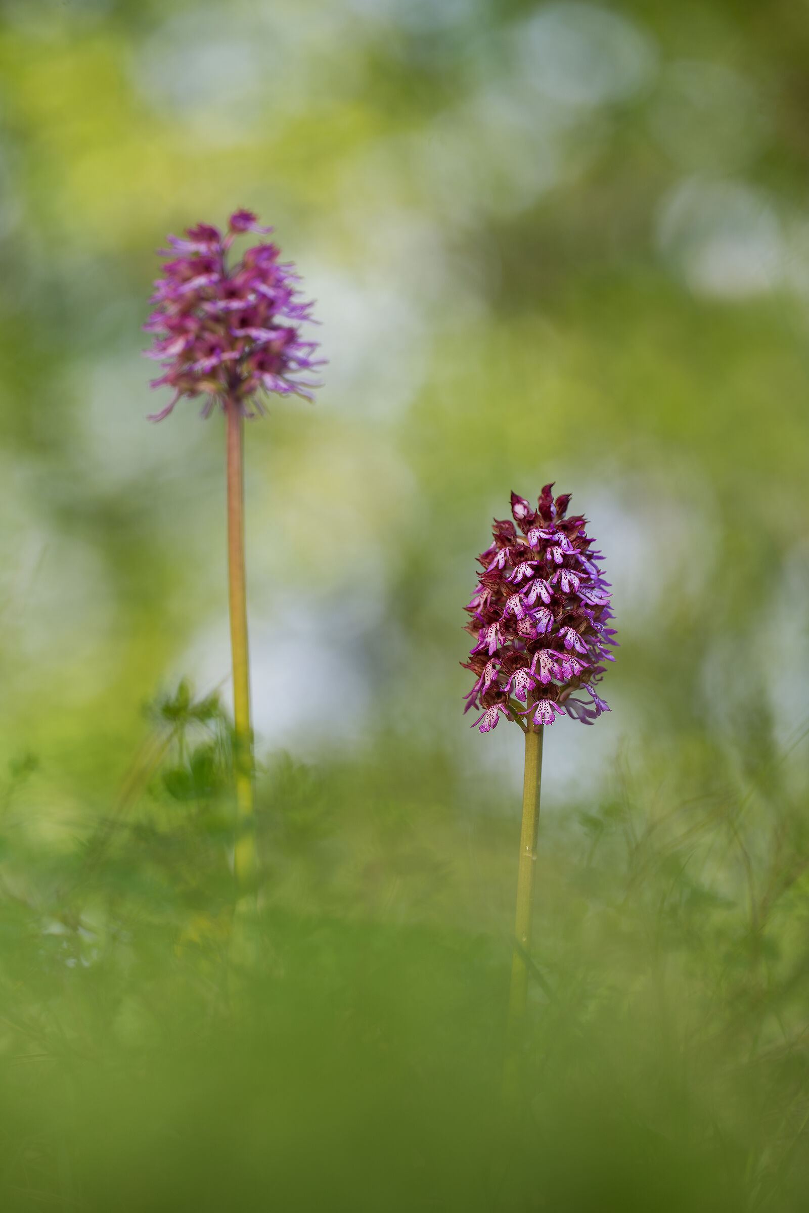 Orchis x Angusticruris