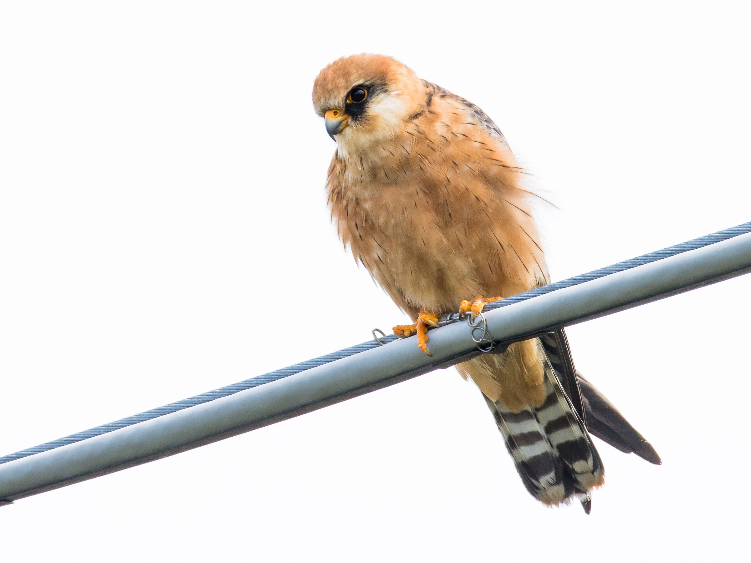 In questi giorni di passo ci sono questi bei falchetti