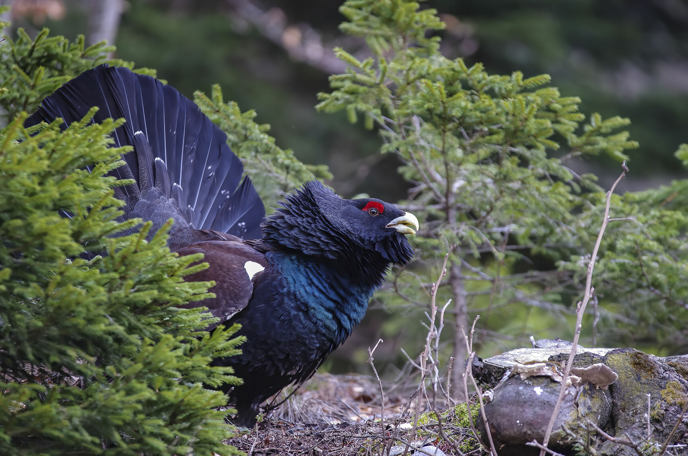 Gallo Cedrone (Tetrao urogallus)