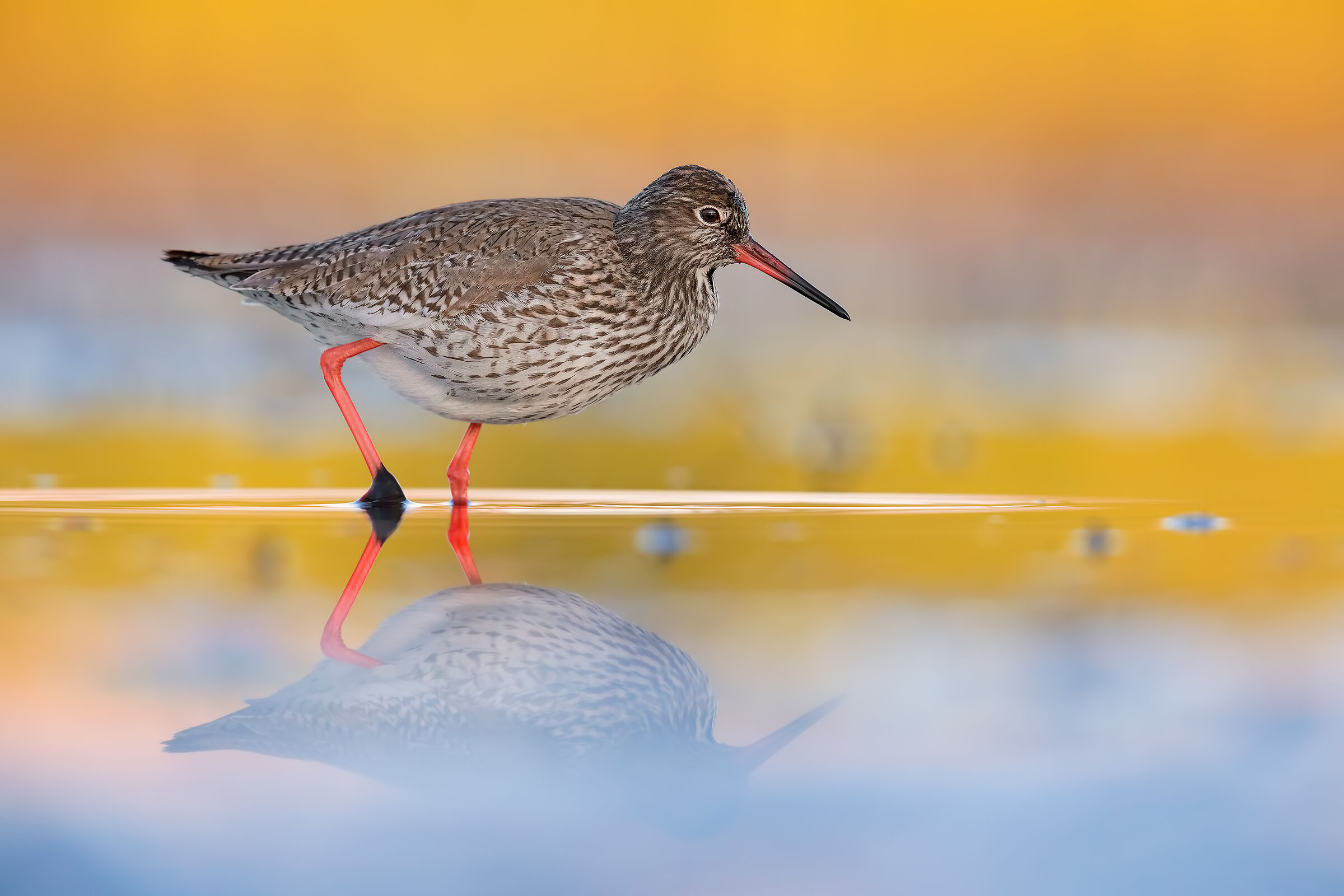 Redshank