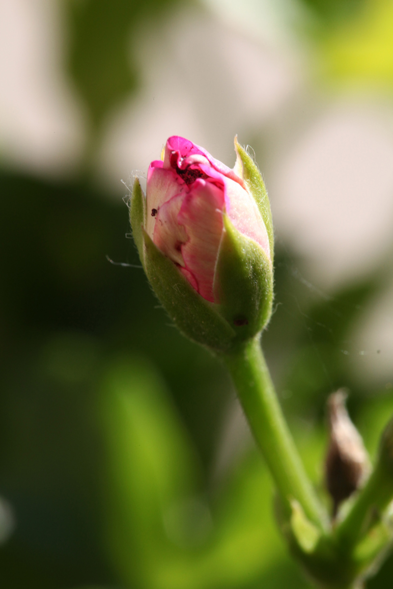 Geranium Blossom