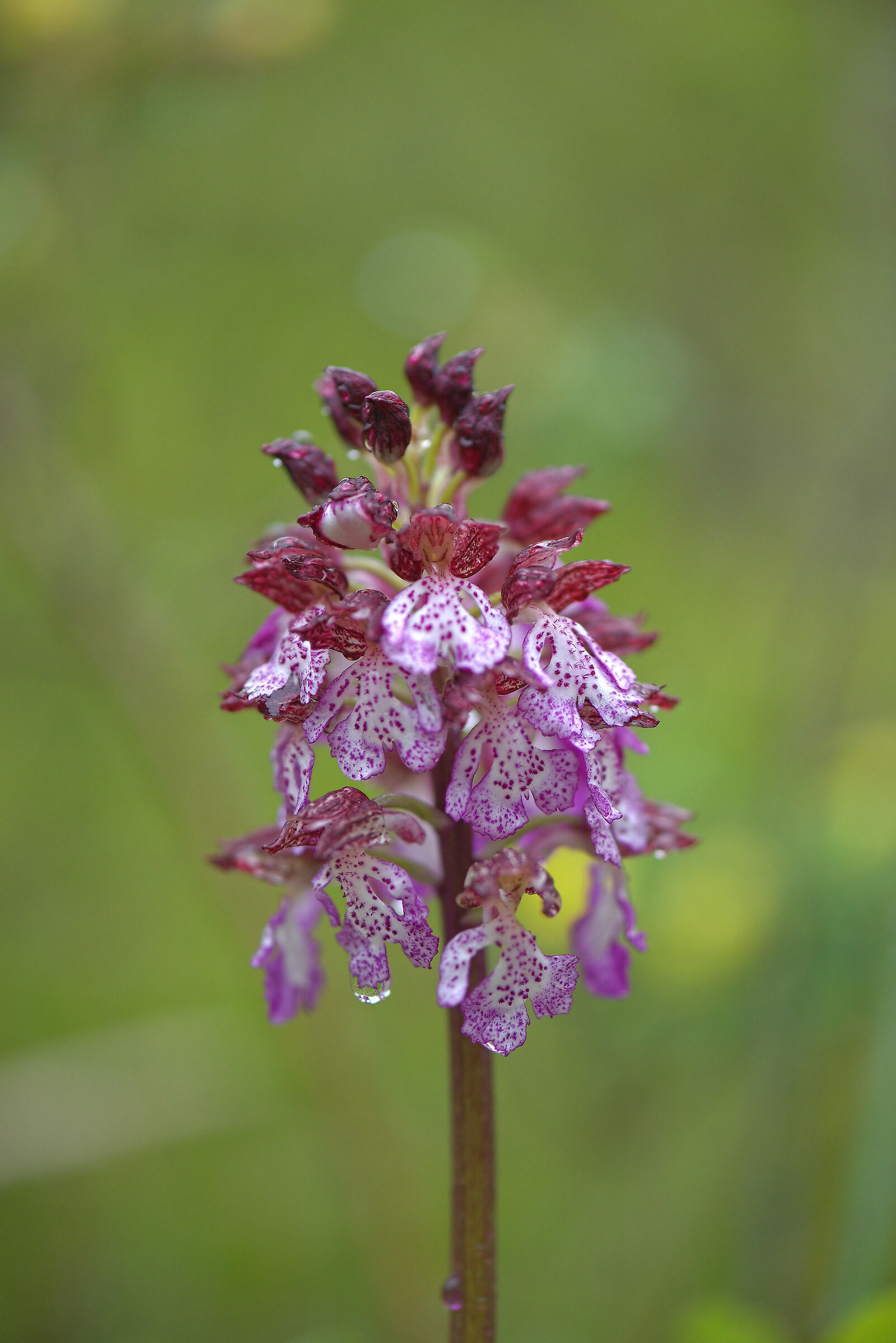 Orchis purpurea