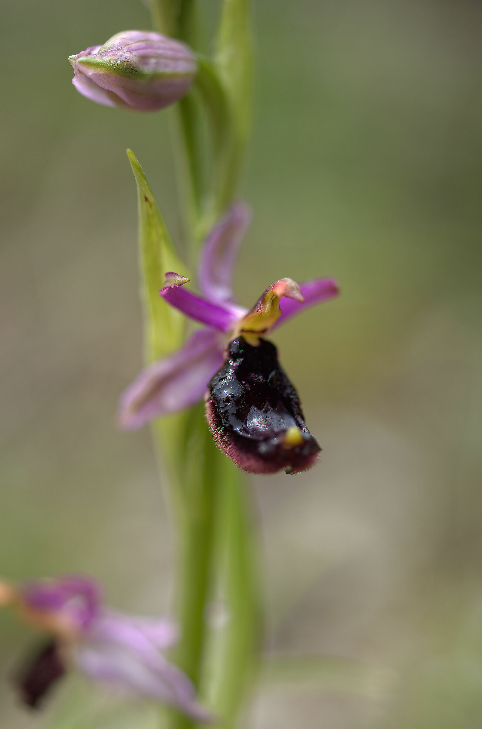 Ophrys bertolonii