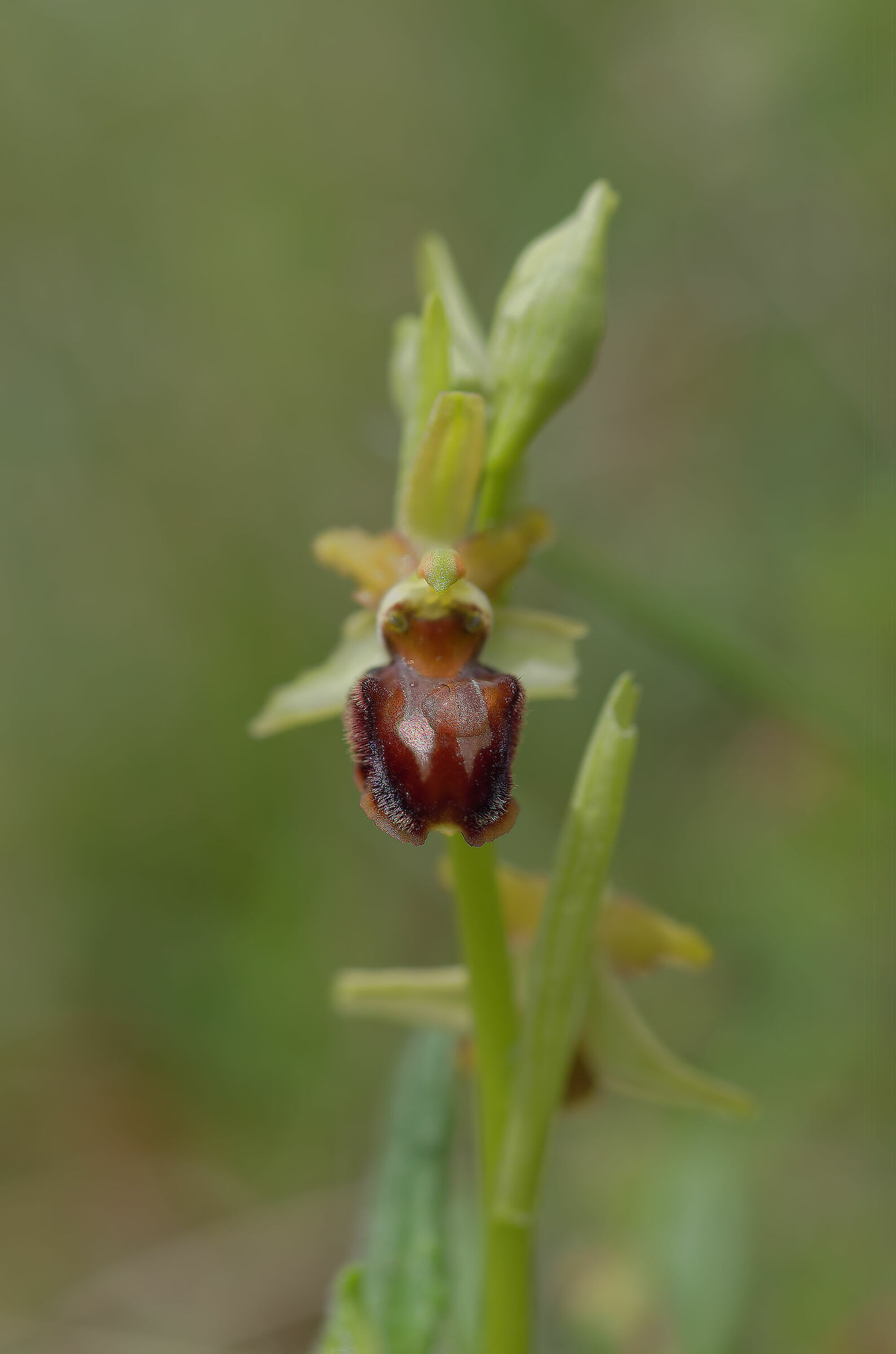 Ophrys sphegoides