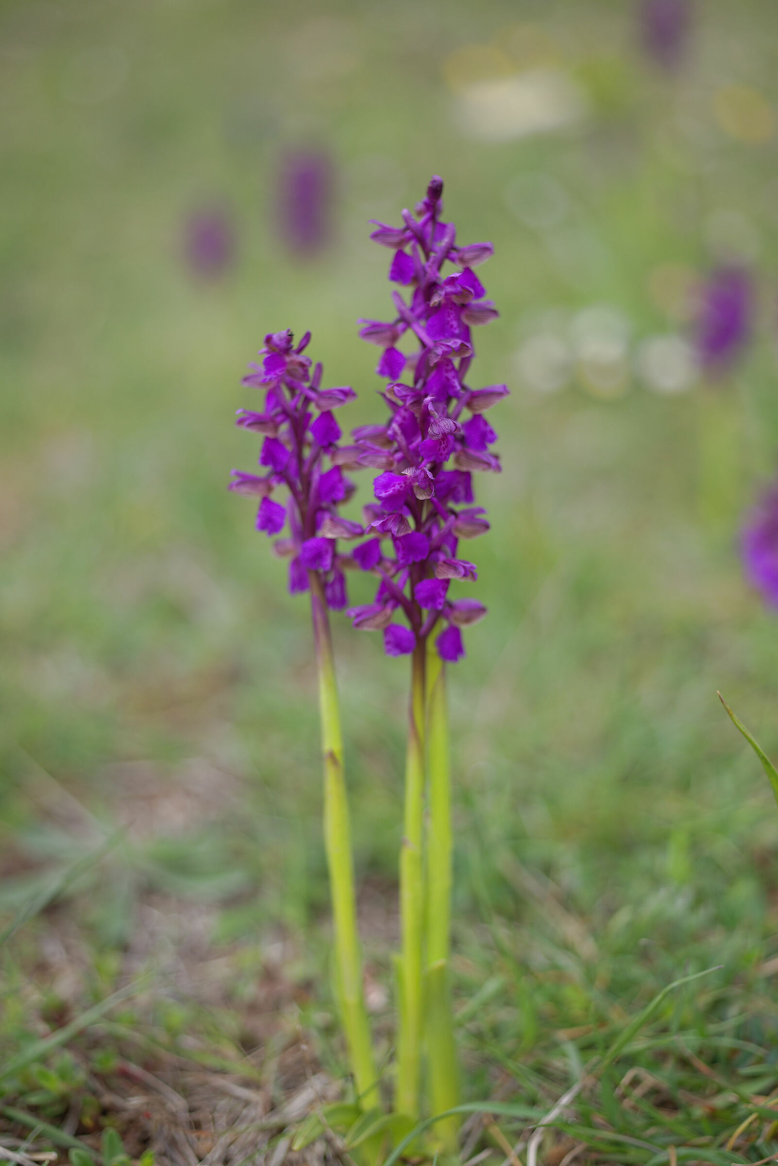 Wild Orchid