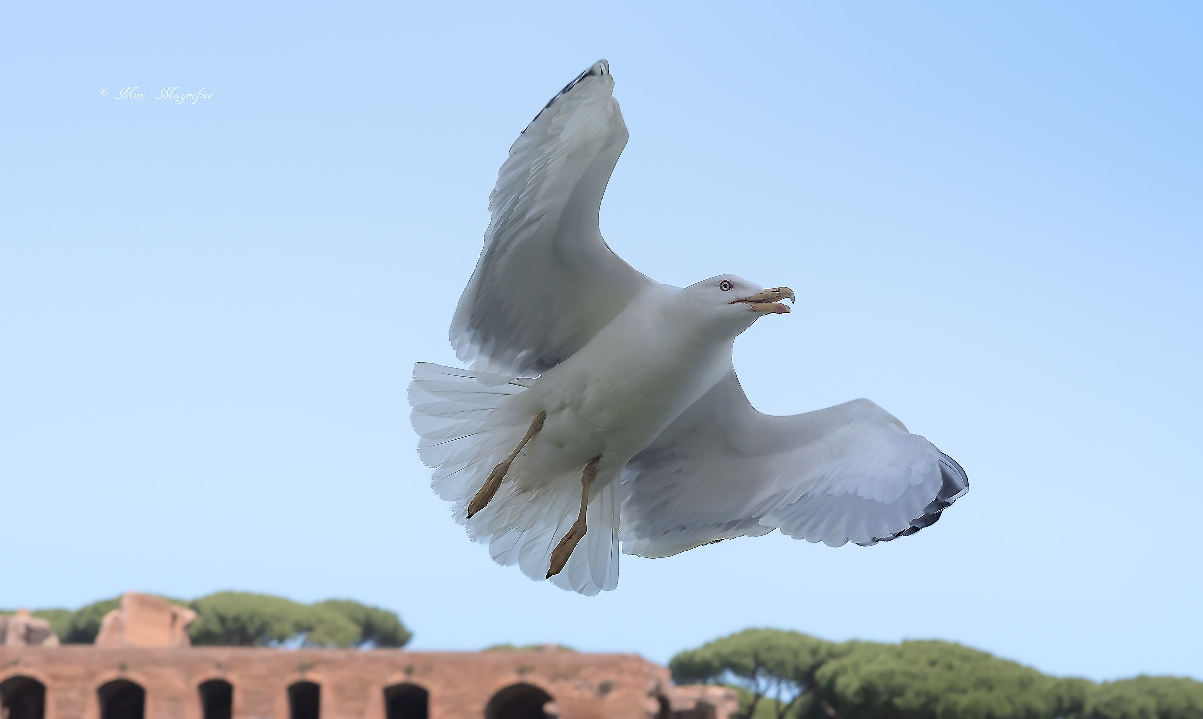 Un gabbiano " Romano"