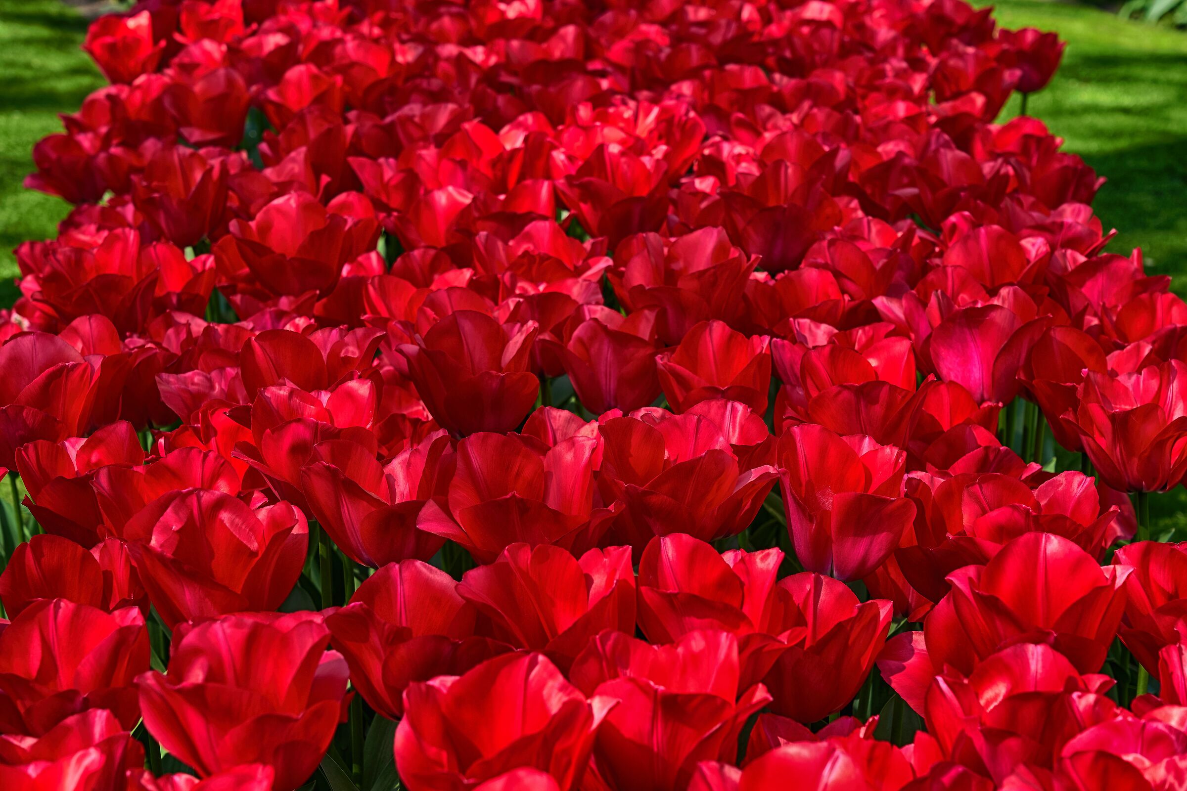 The Tulips of Keukenhof