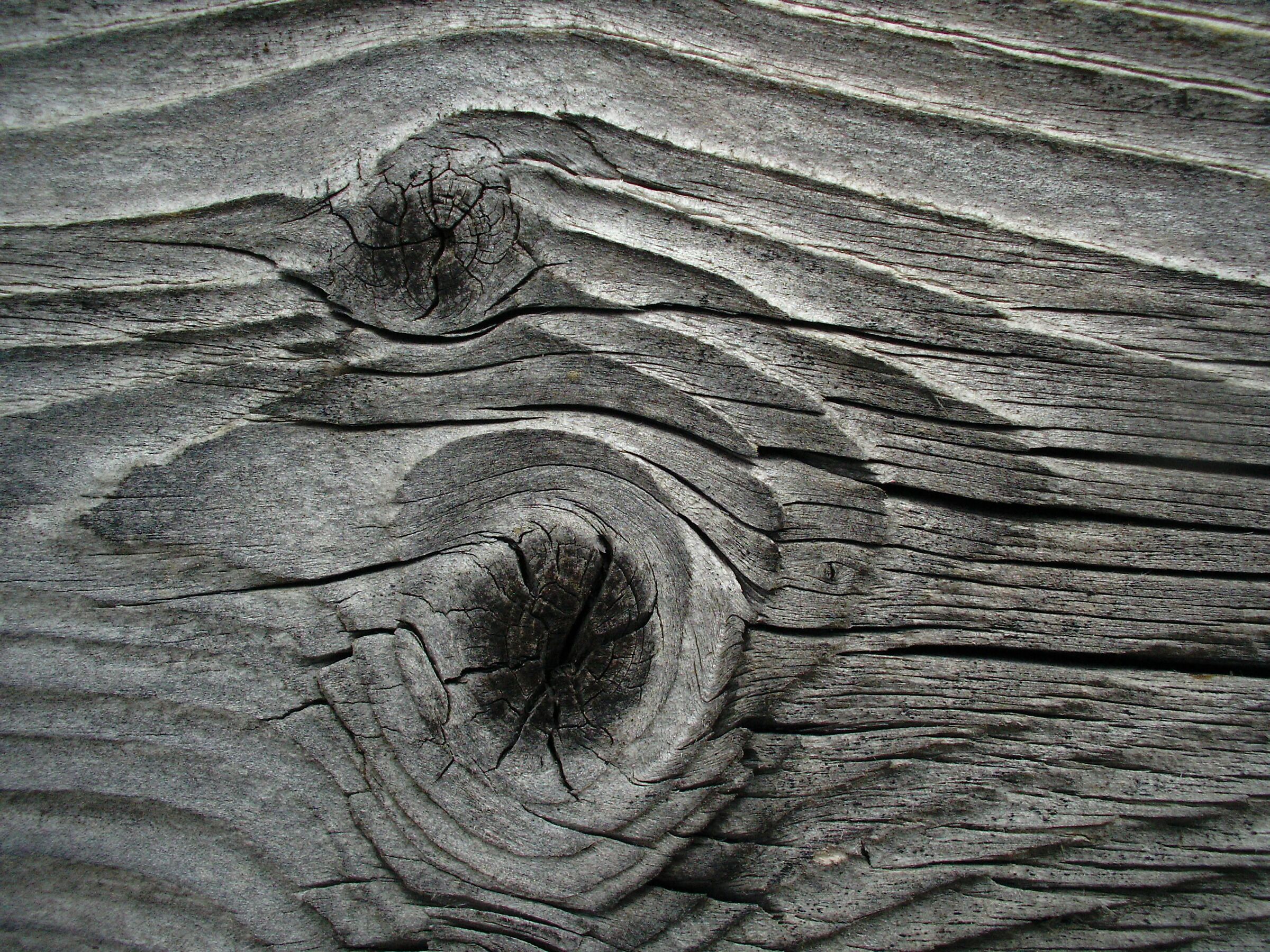 Cromatismi Arborei