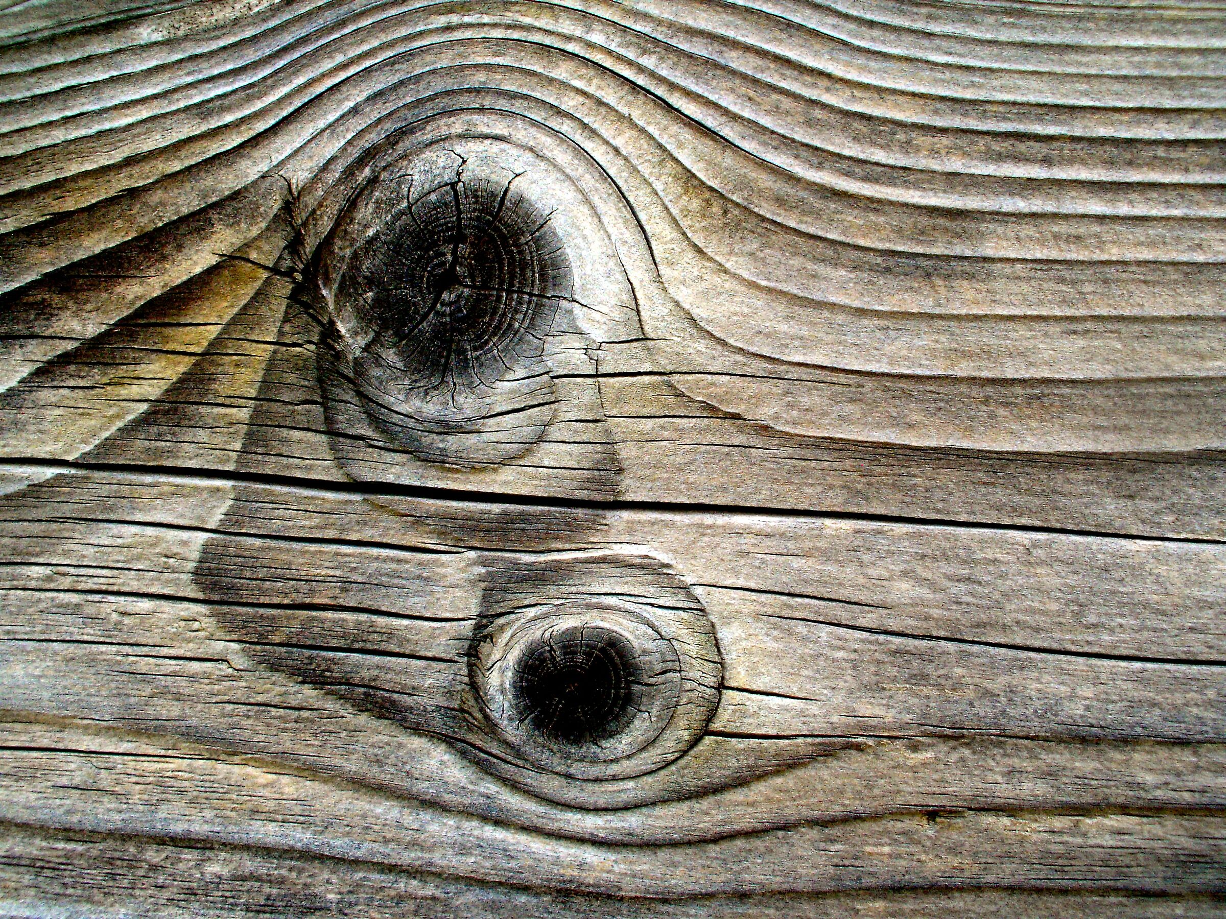 Cromatismi Arborei