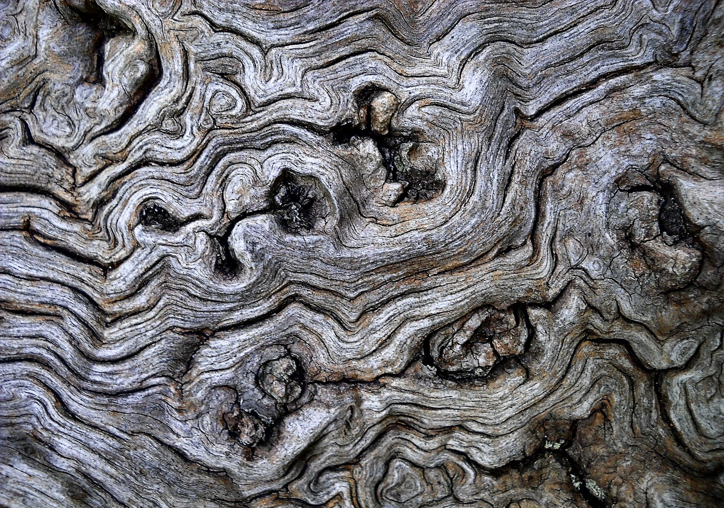 Cromatismi Arborei