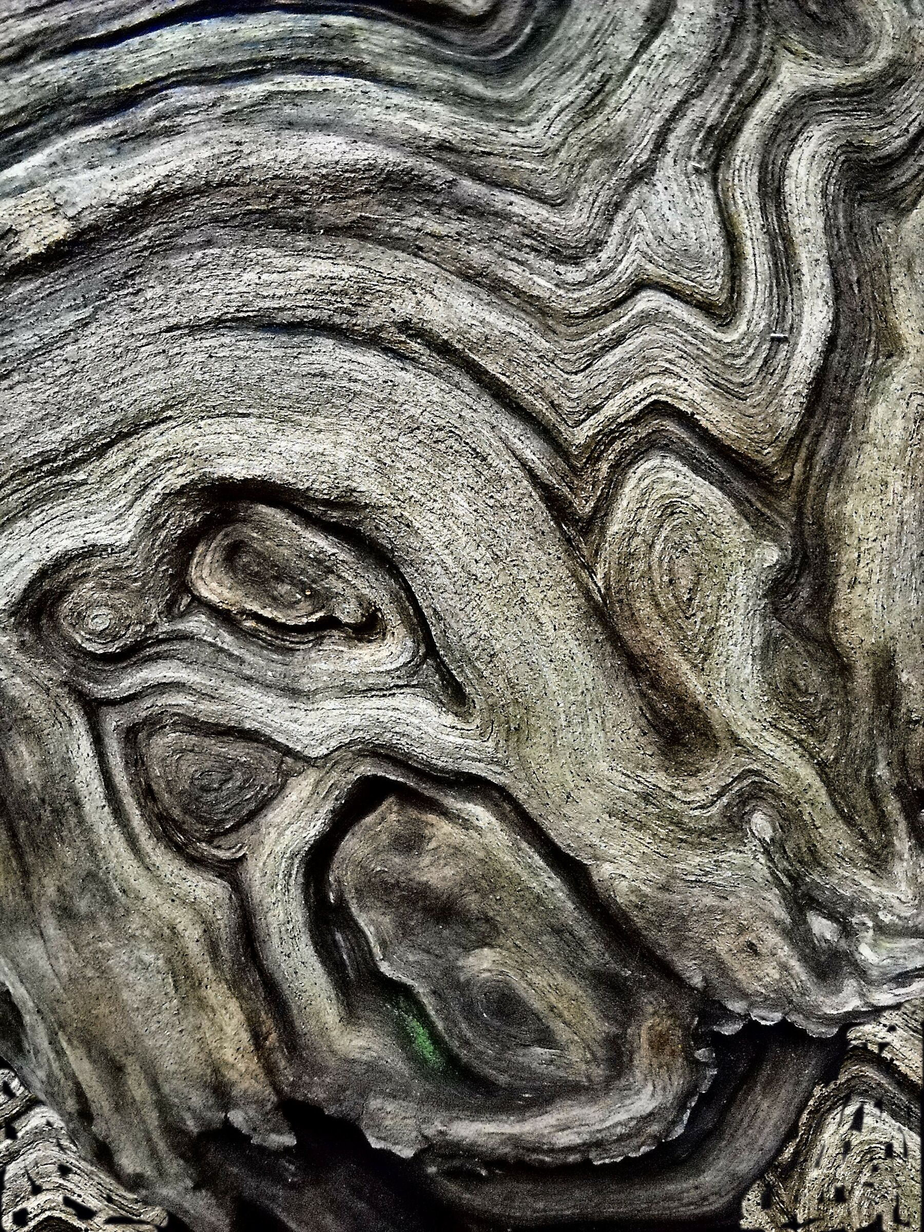 Cromatismi Arborei