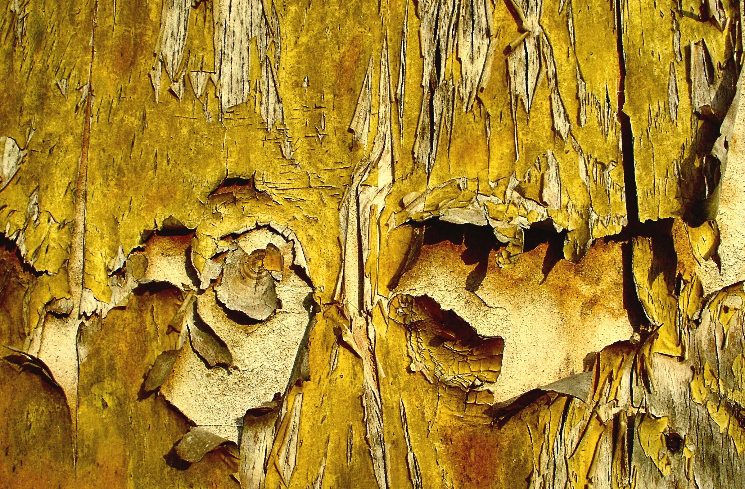 Cromatismi Arborei