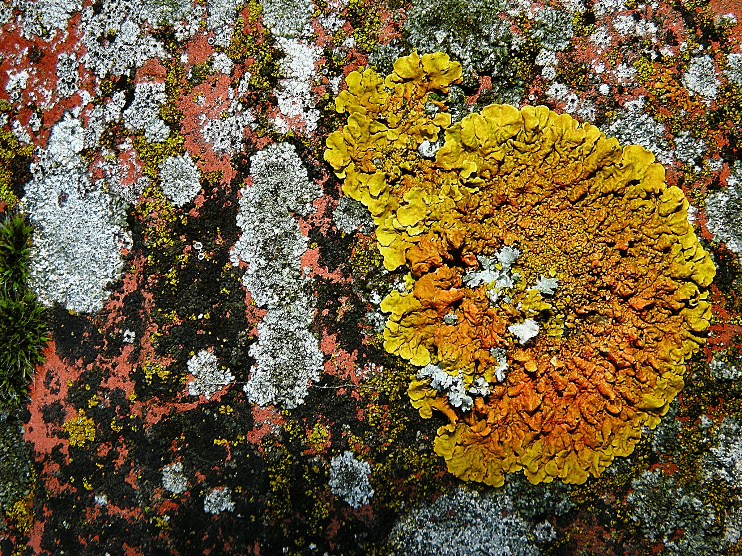 Licheni