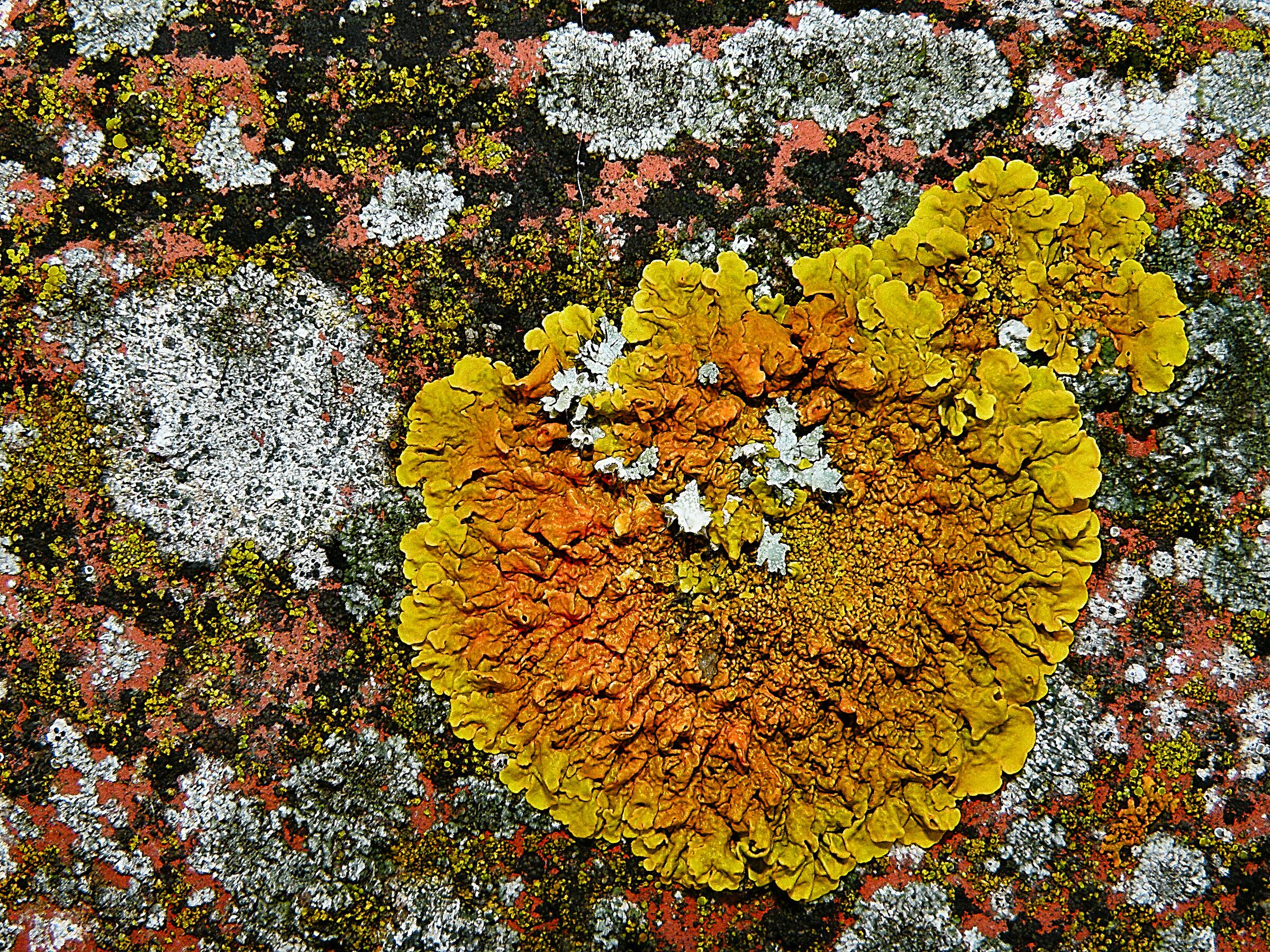 Licheni