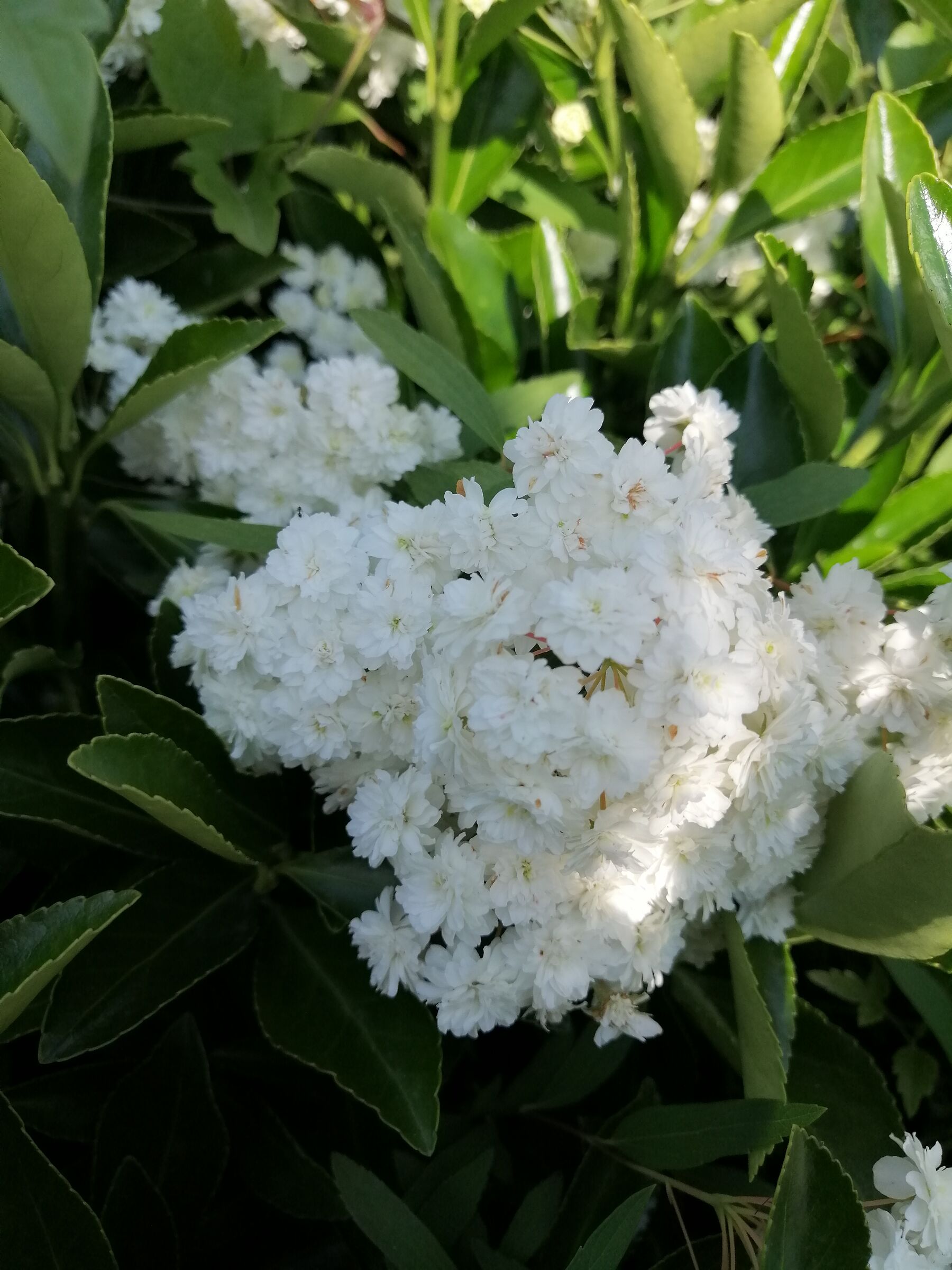 White flowers