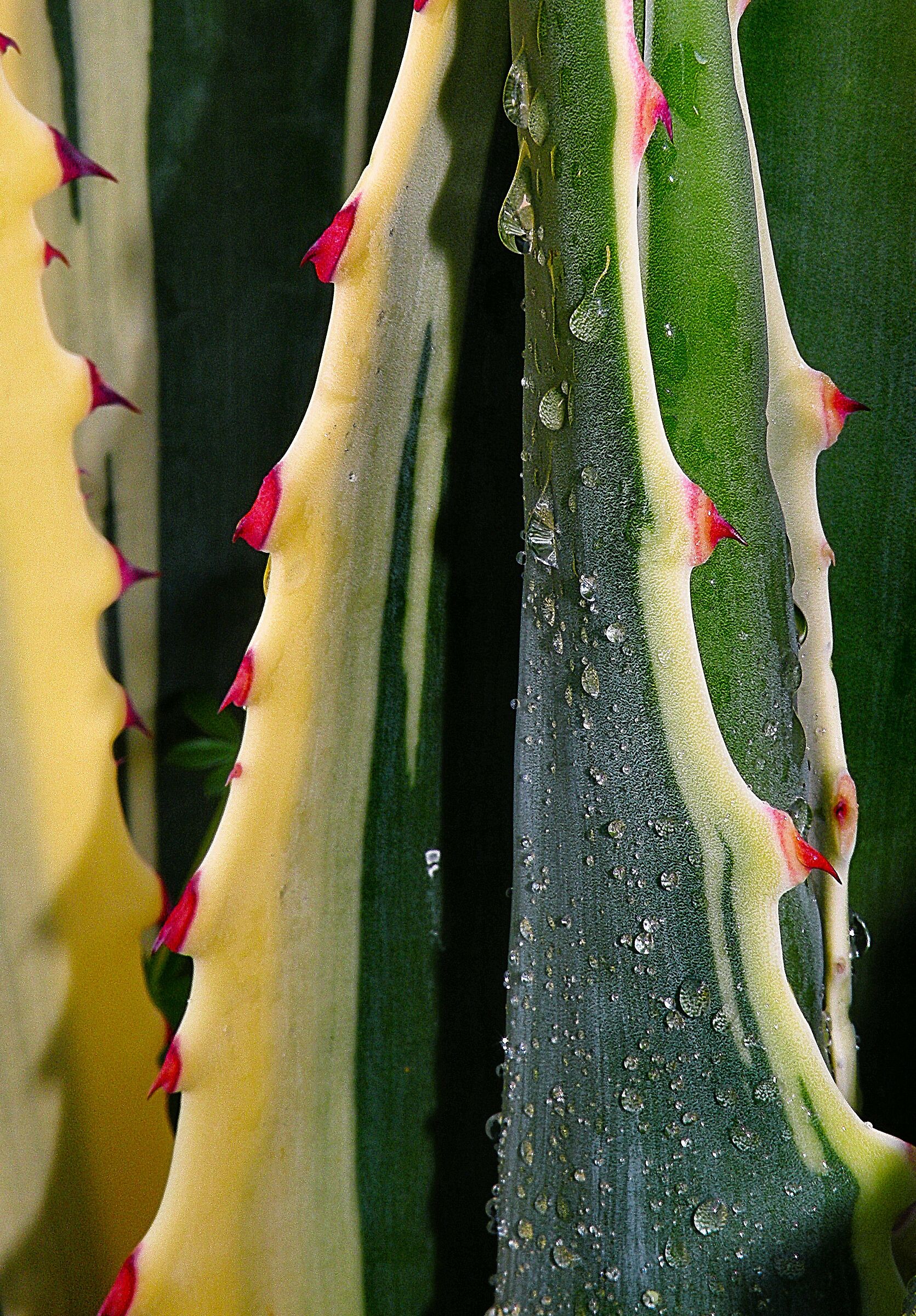Agave