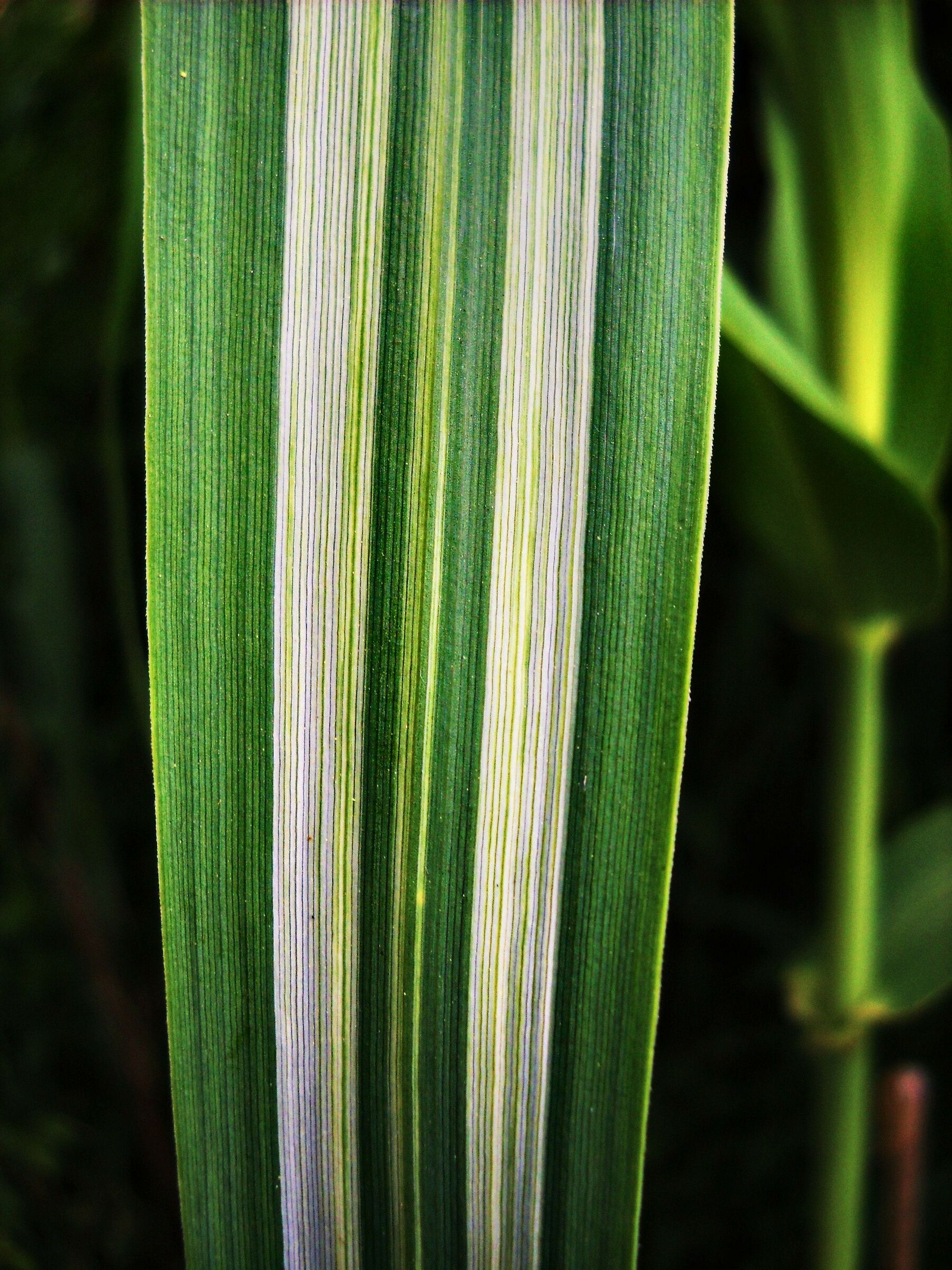 Canna Palustre
