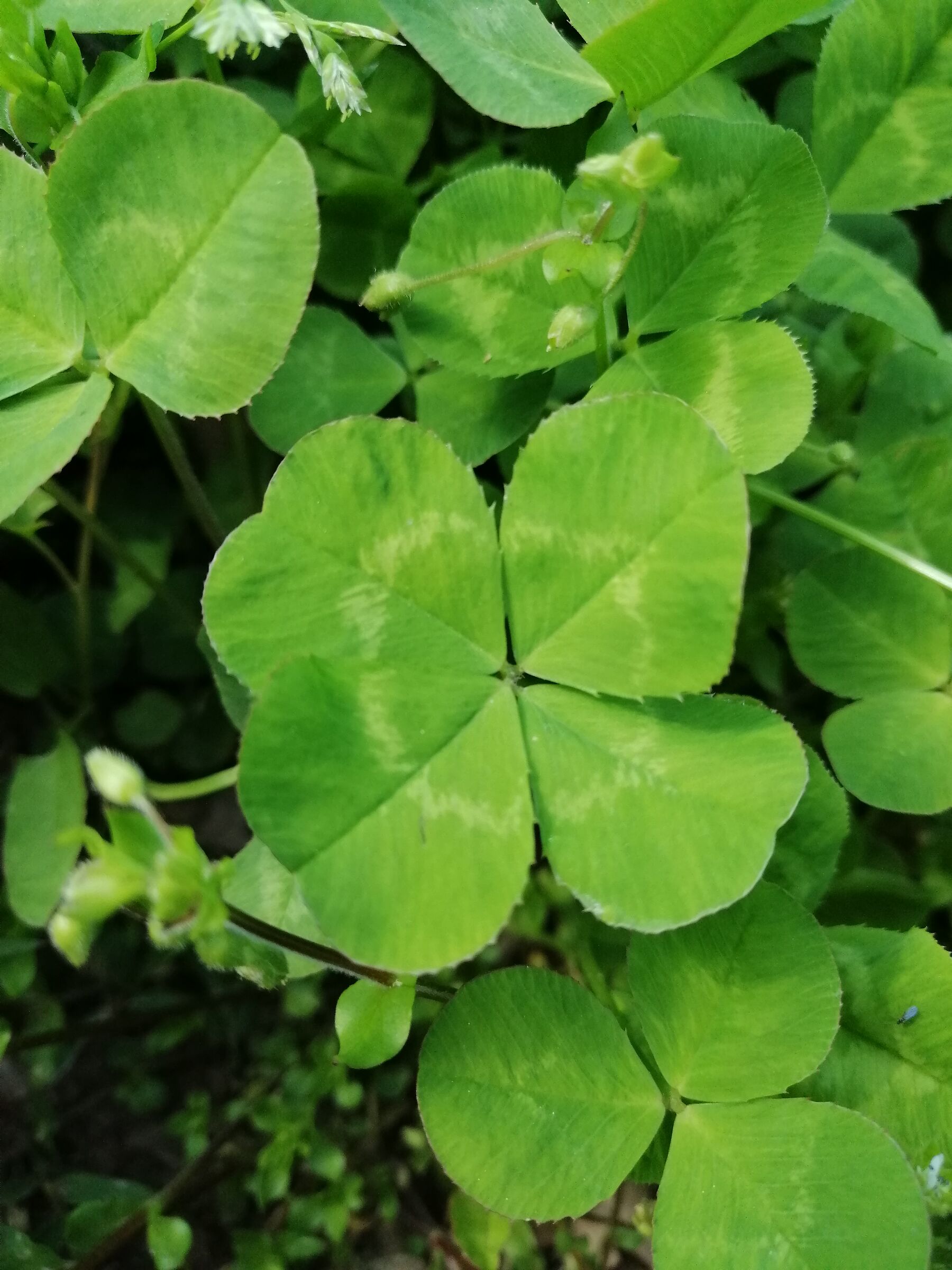 four-leaf clover