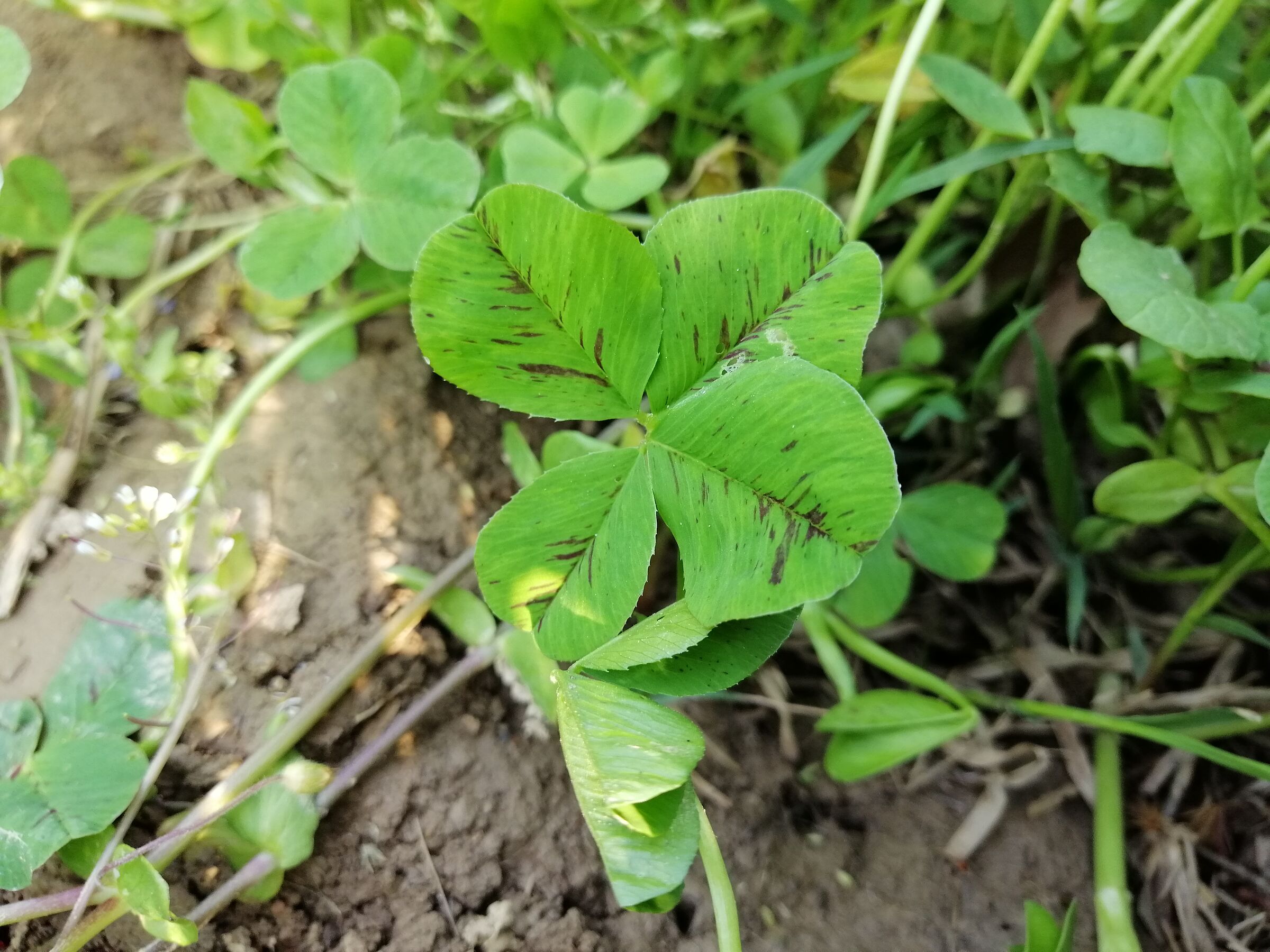 four-leaf clover