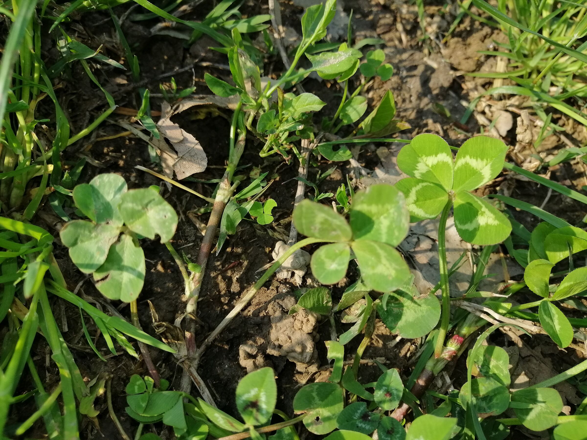 four-leaf clover
