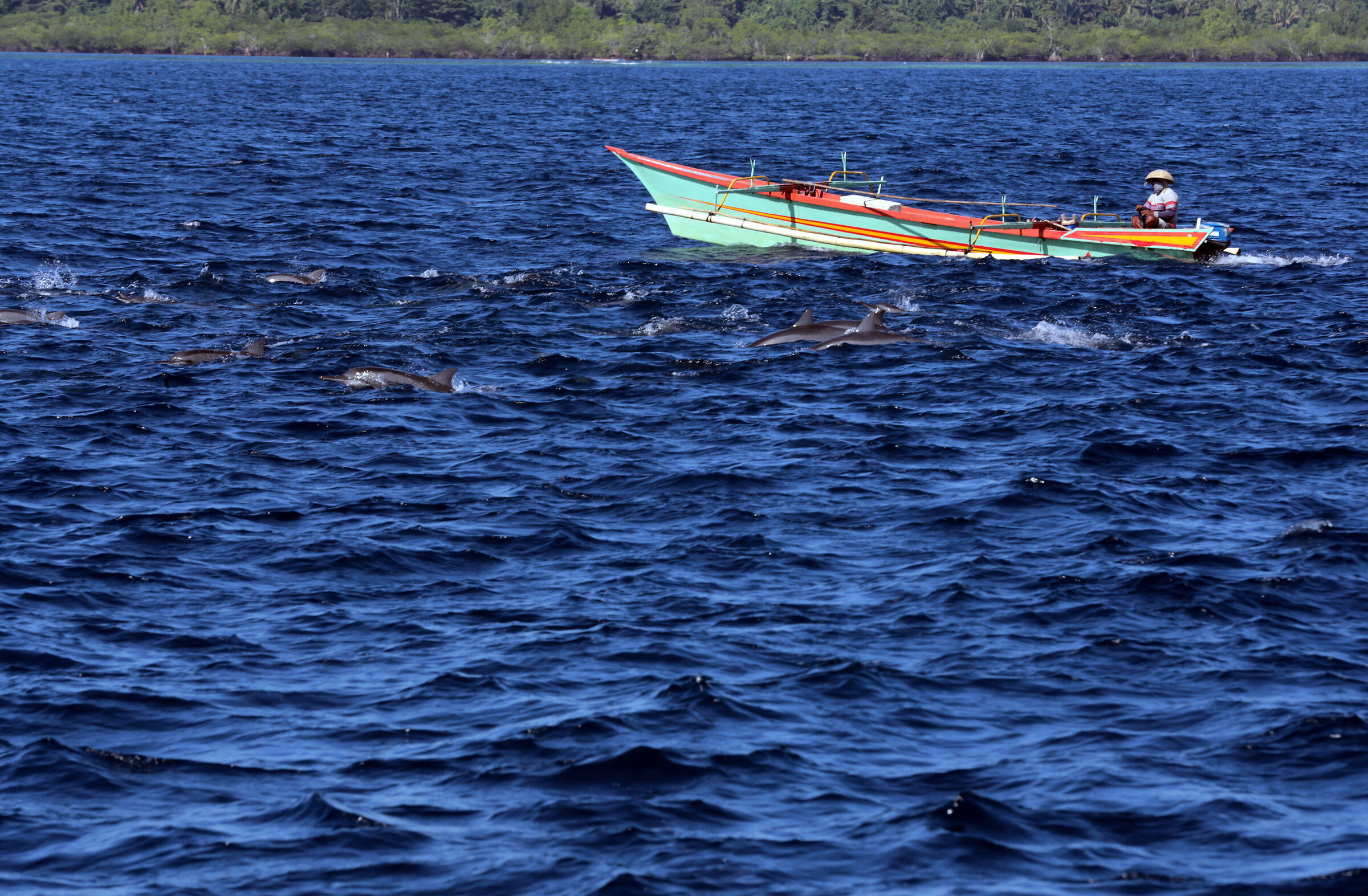 Fisherman and dolphins