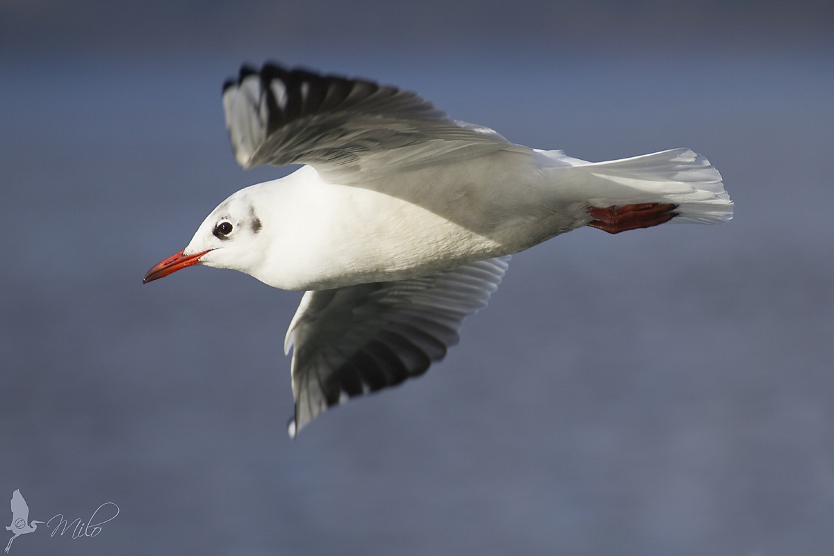 Chroicocephalus ridibundus