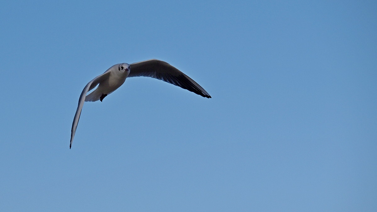 Seagull 2