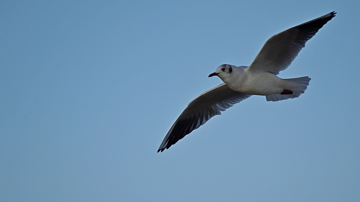 Seagull 3