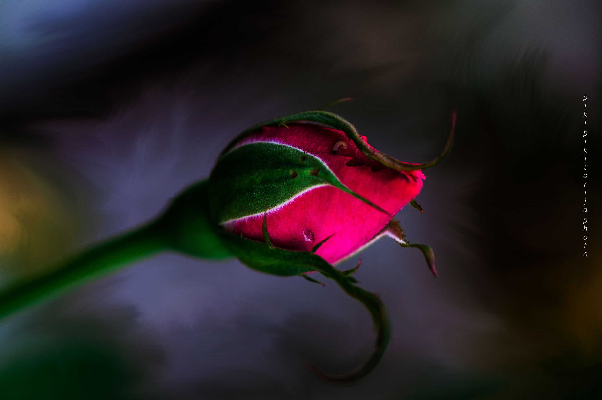 Imitazione della pittura