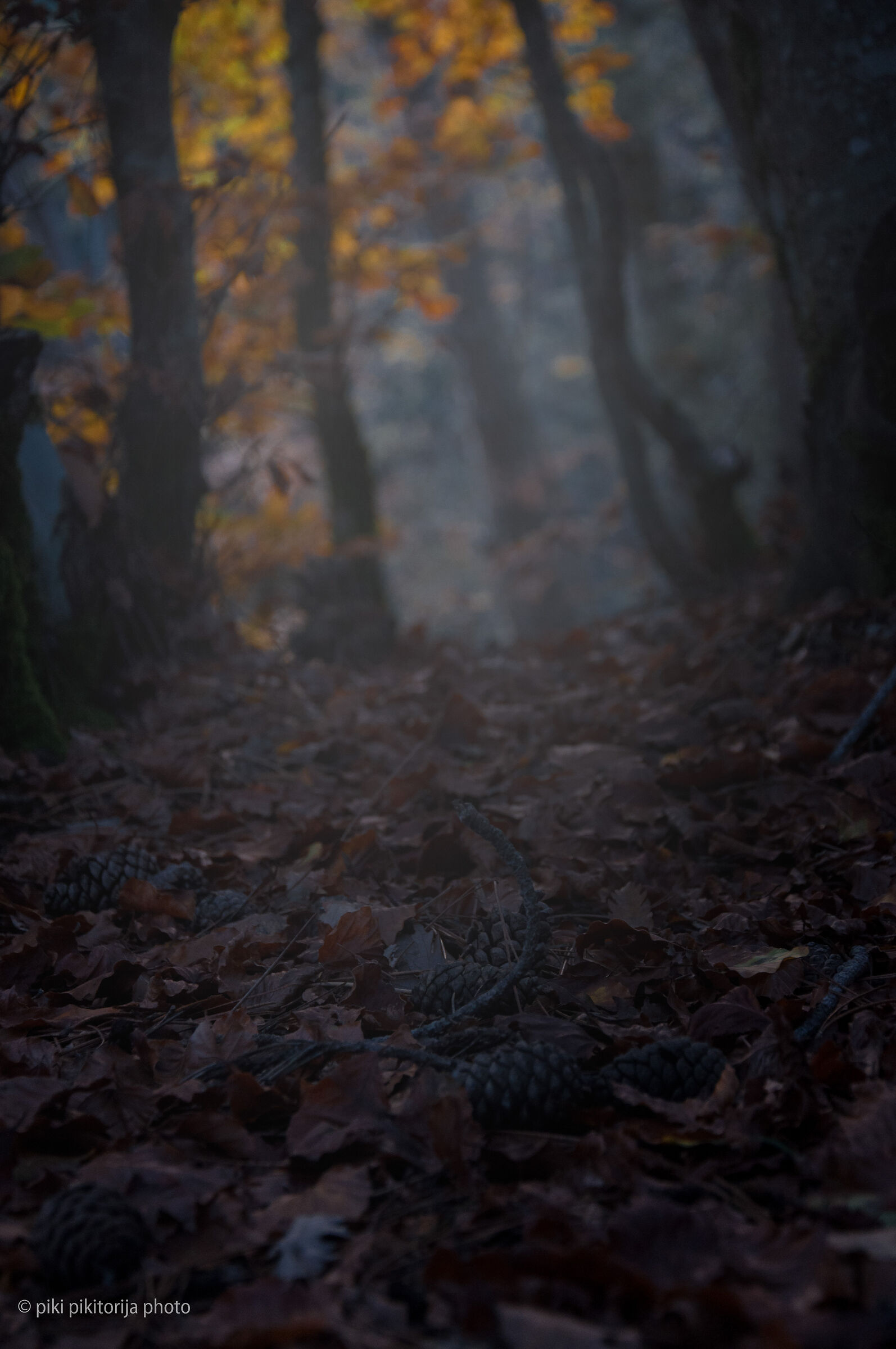 Foreste nella montagna