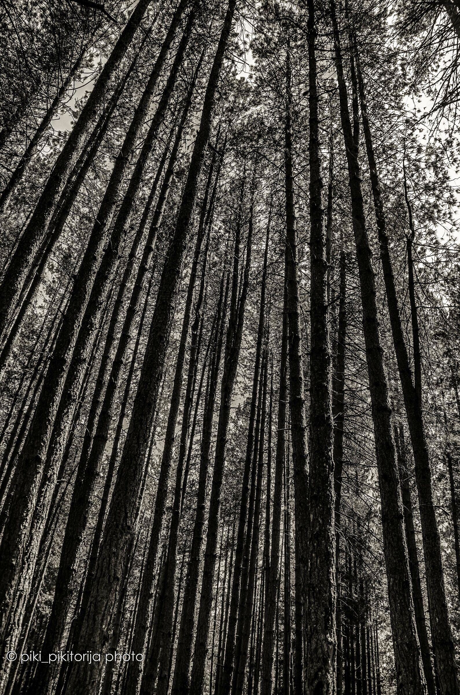 Foreste nella montagna